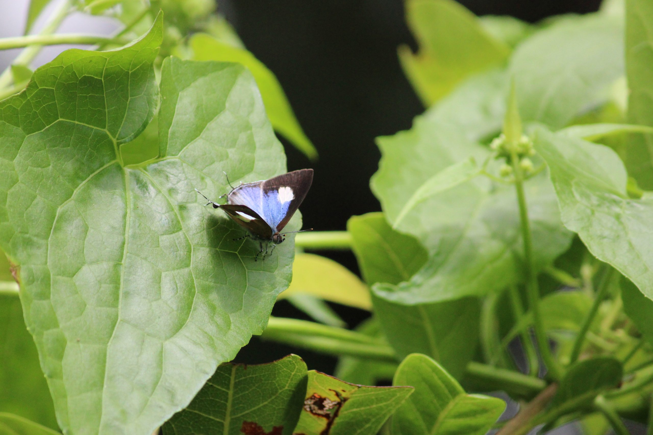 Butterfly on leaf