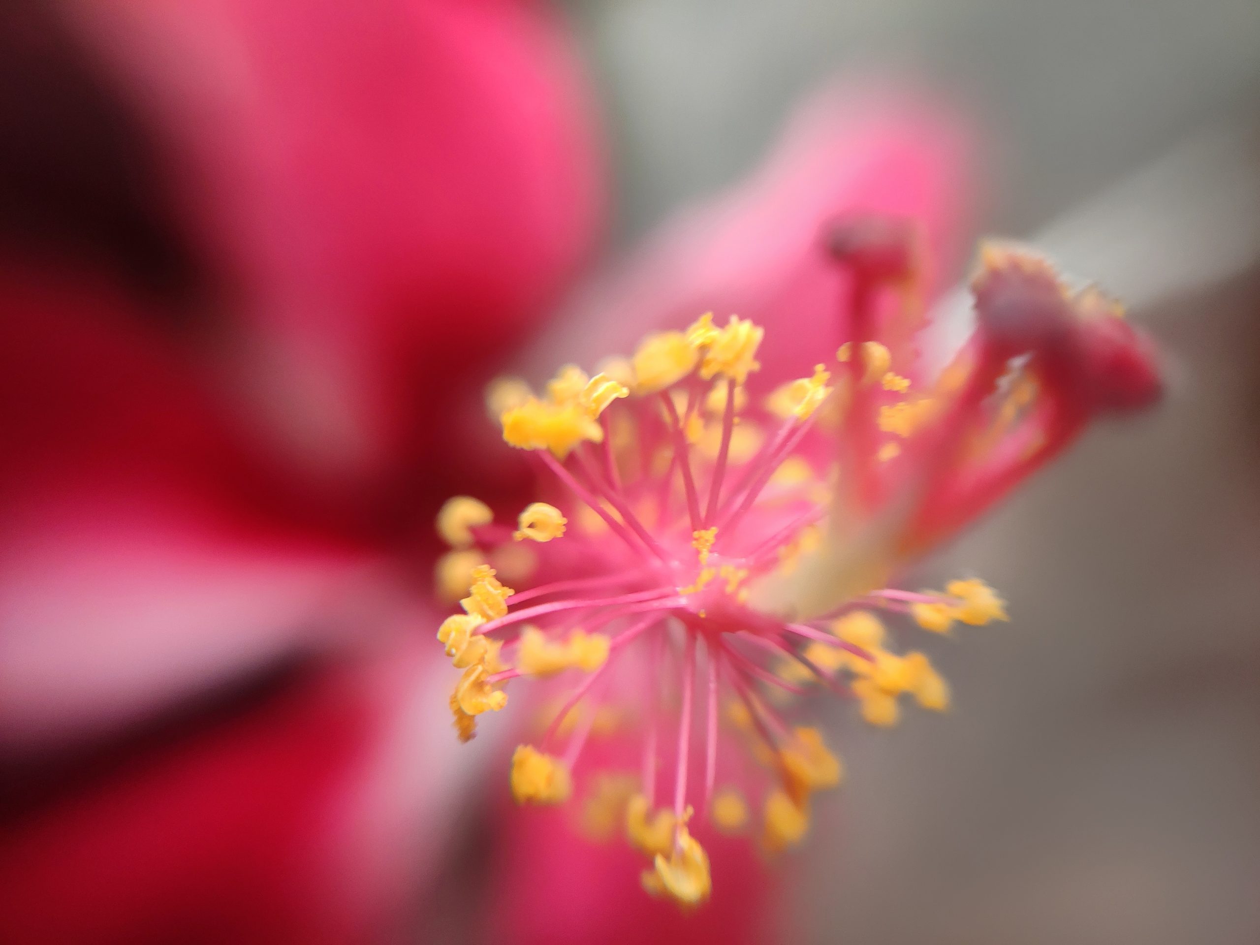 Pistil of Hibiscus flower