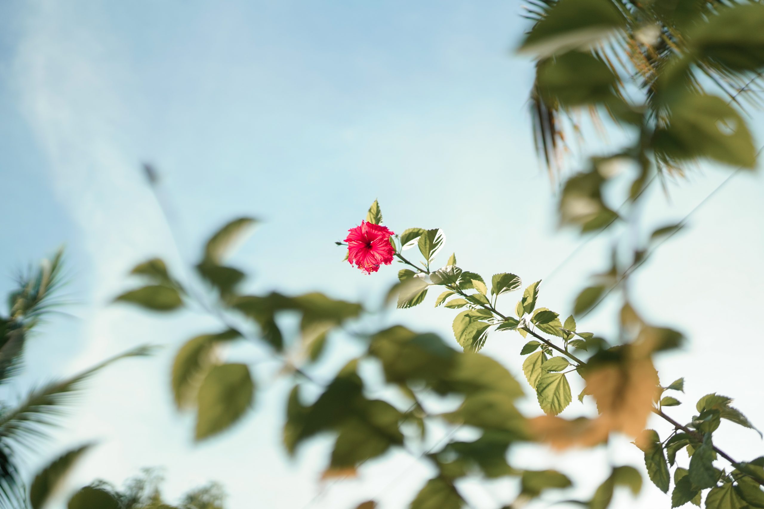 Hibiscus flower on a branch