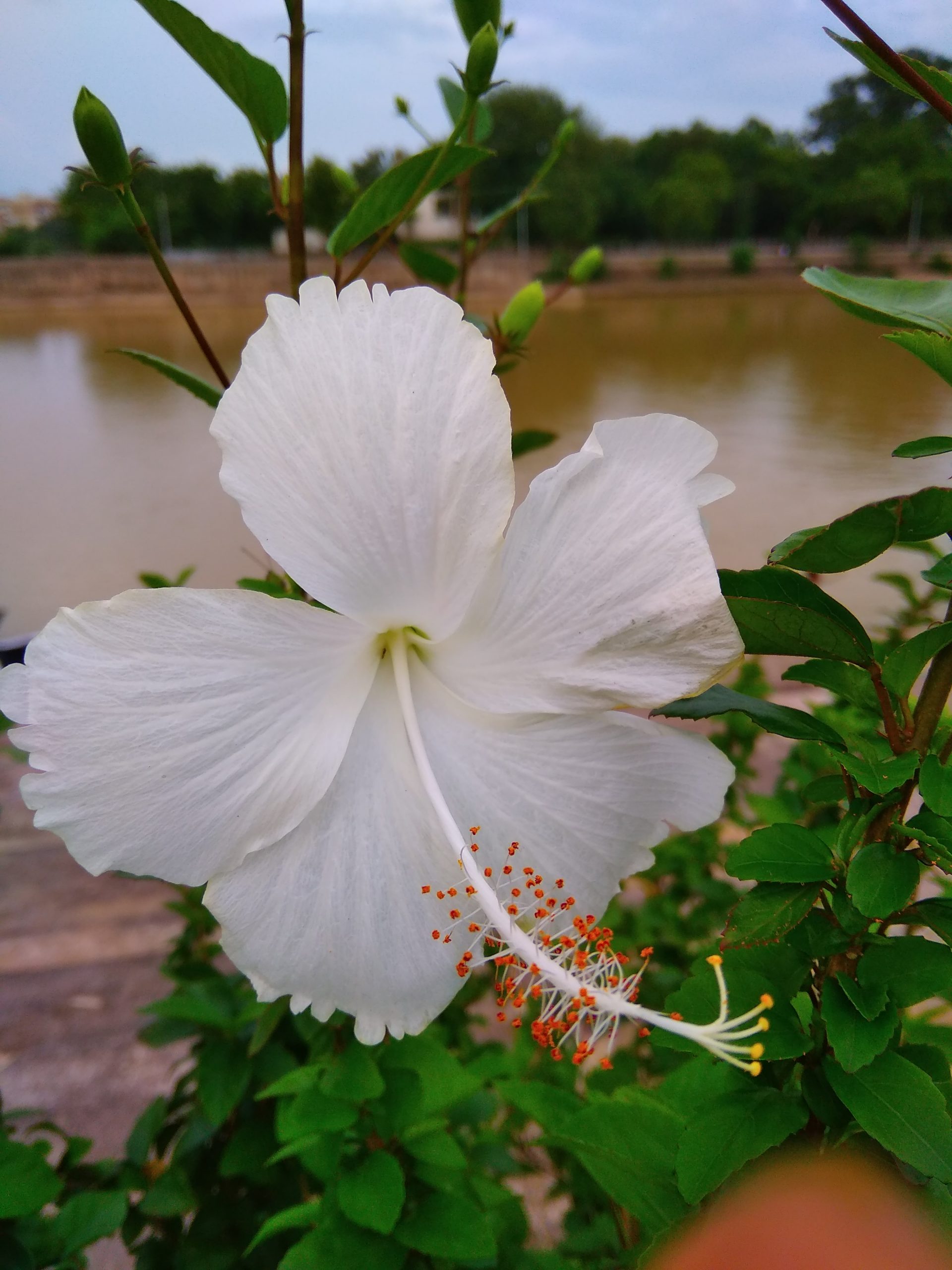 White Hibiscus flower.