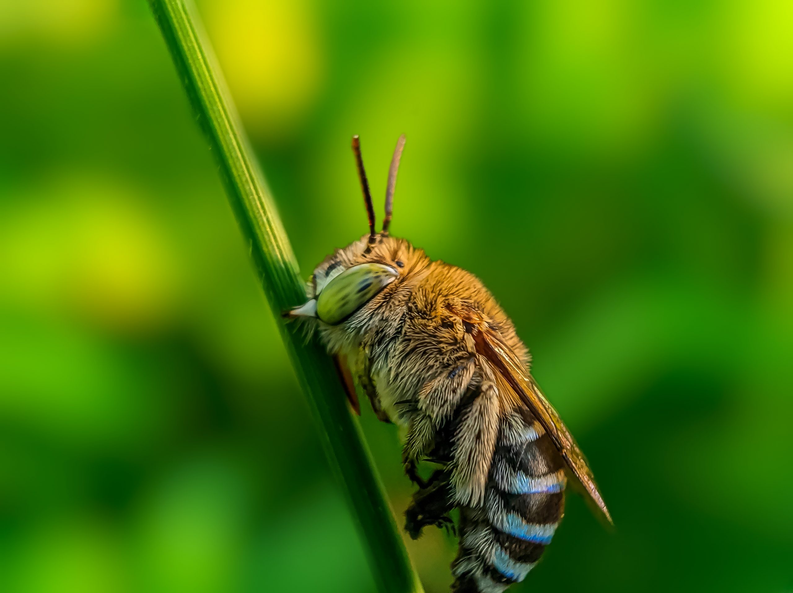 Honey Bee Close-up