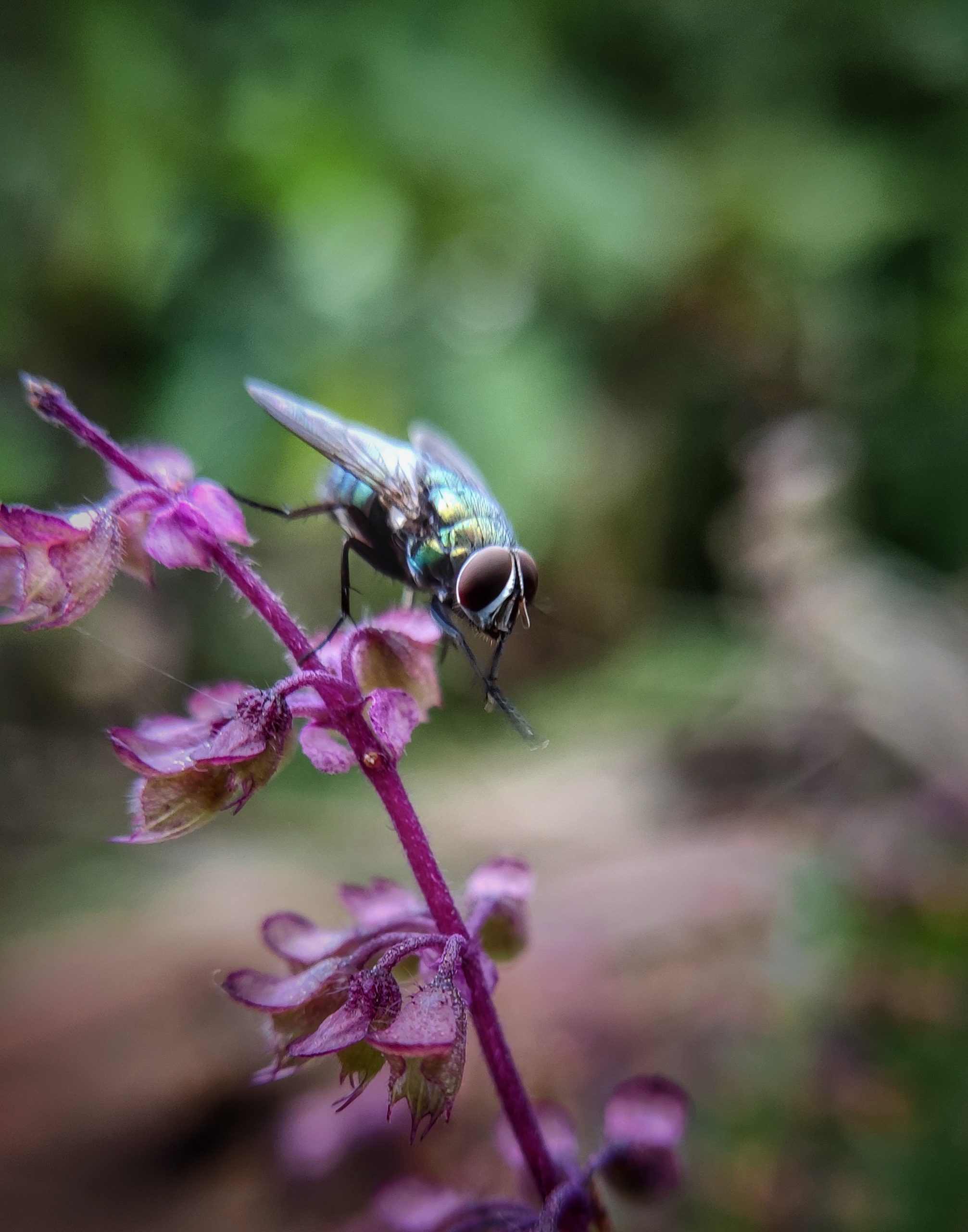 Hornet Close-up