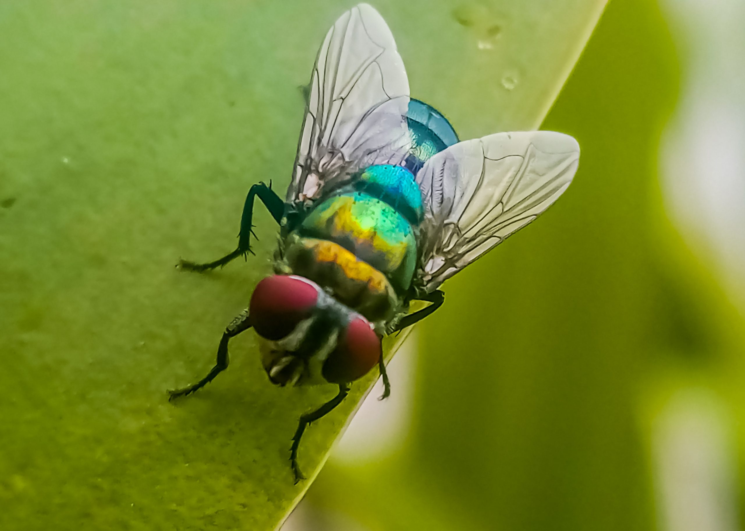 fly on a leaf