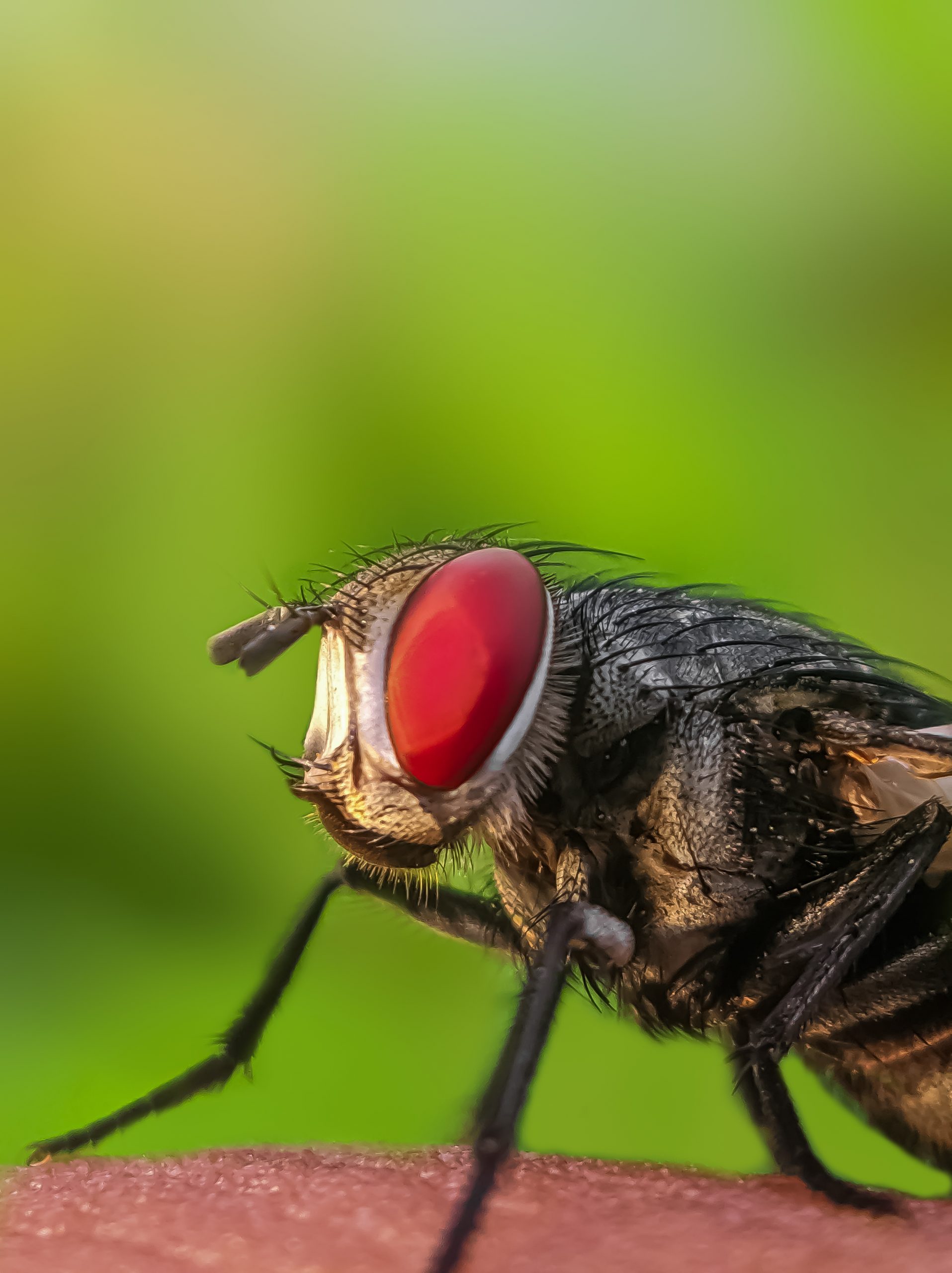 Housefly Close-up