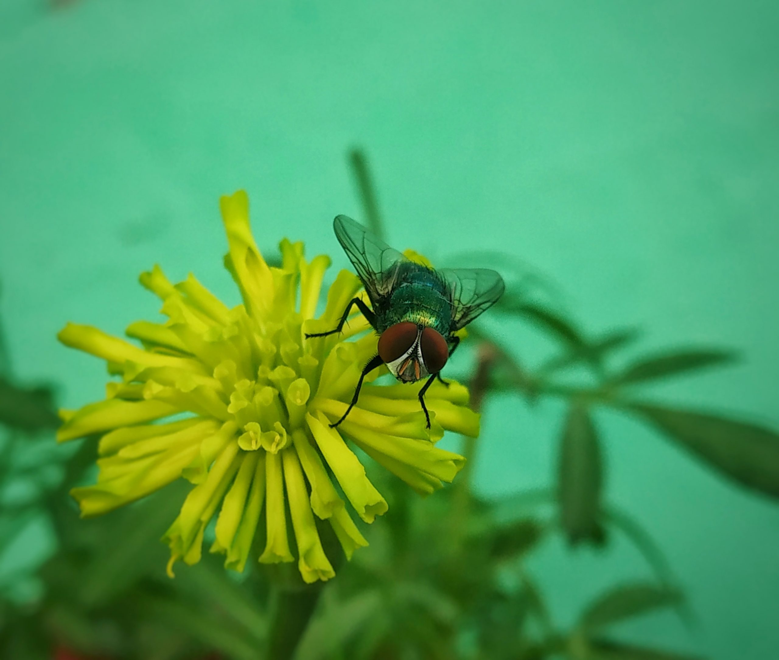 Housefly on a flower