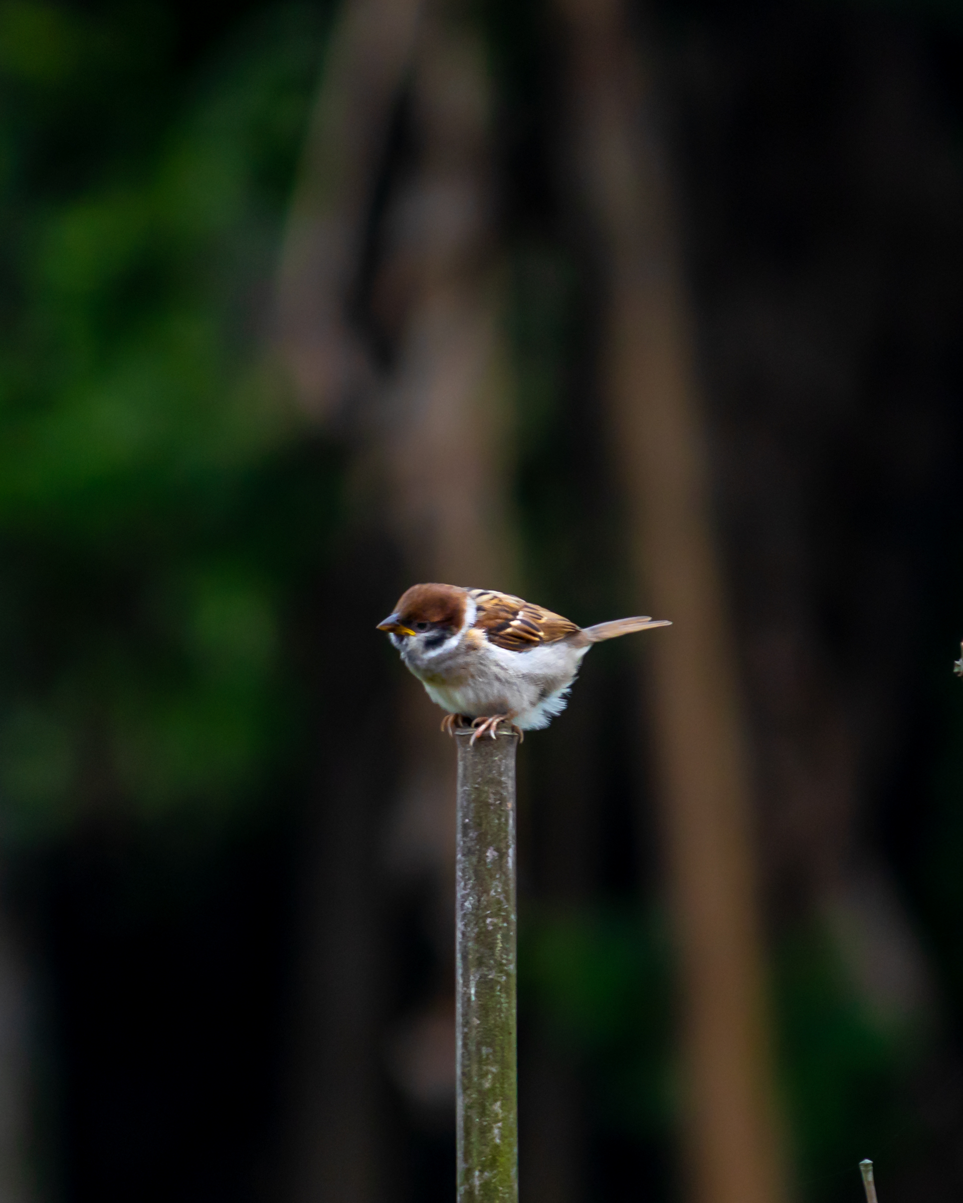 bird on a pole