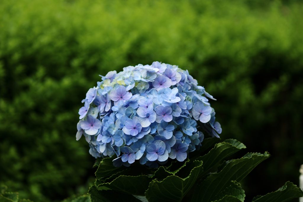 Hydrangea flowering plant PixaHive