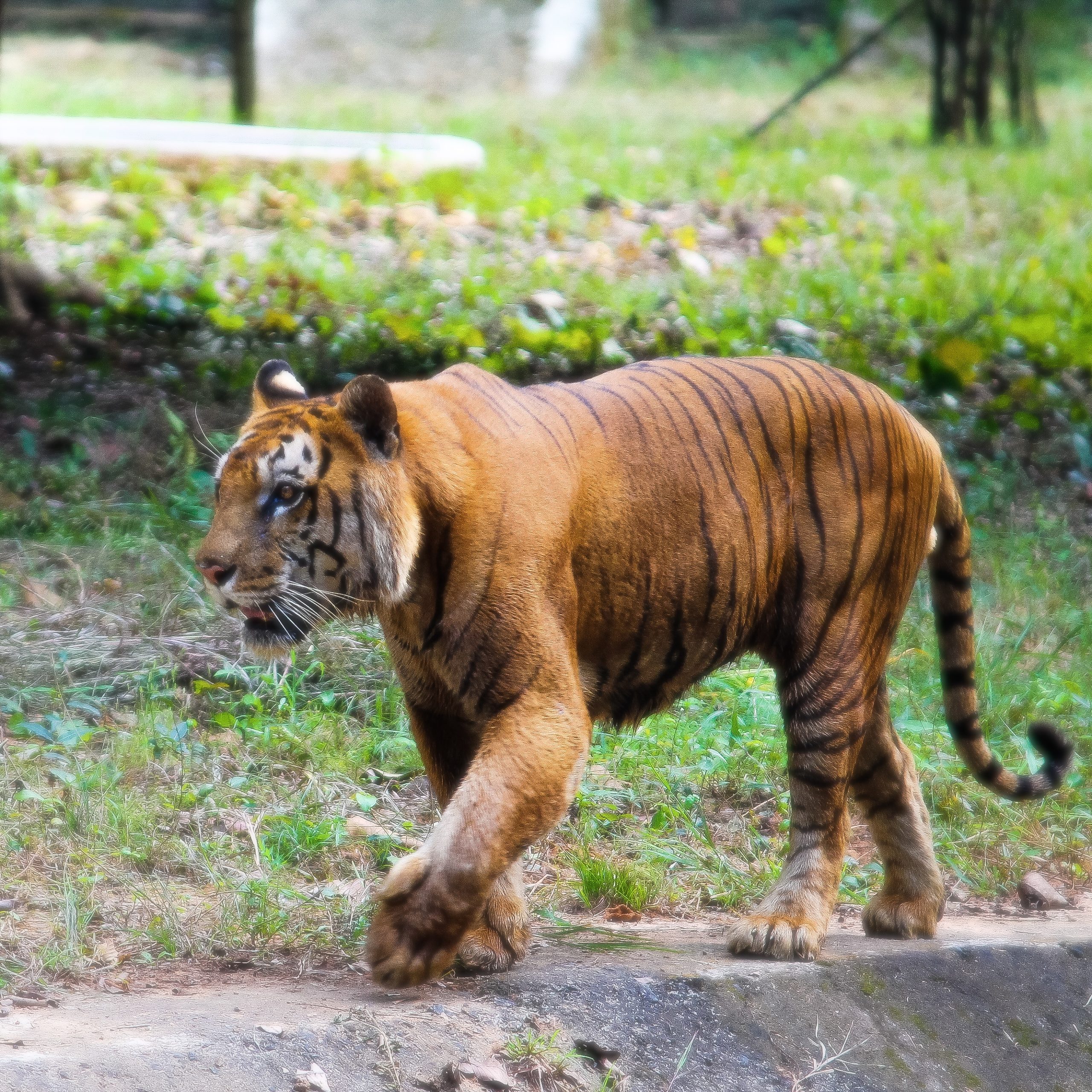 Indian Tiger