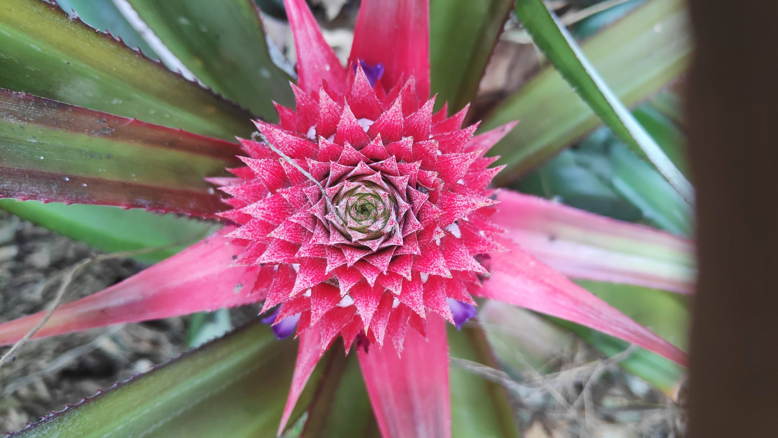 Flowering plant