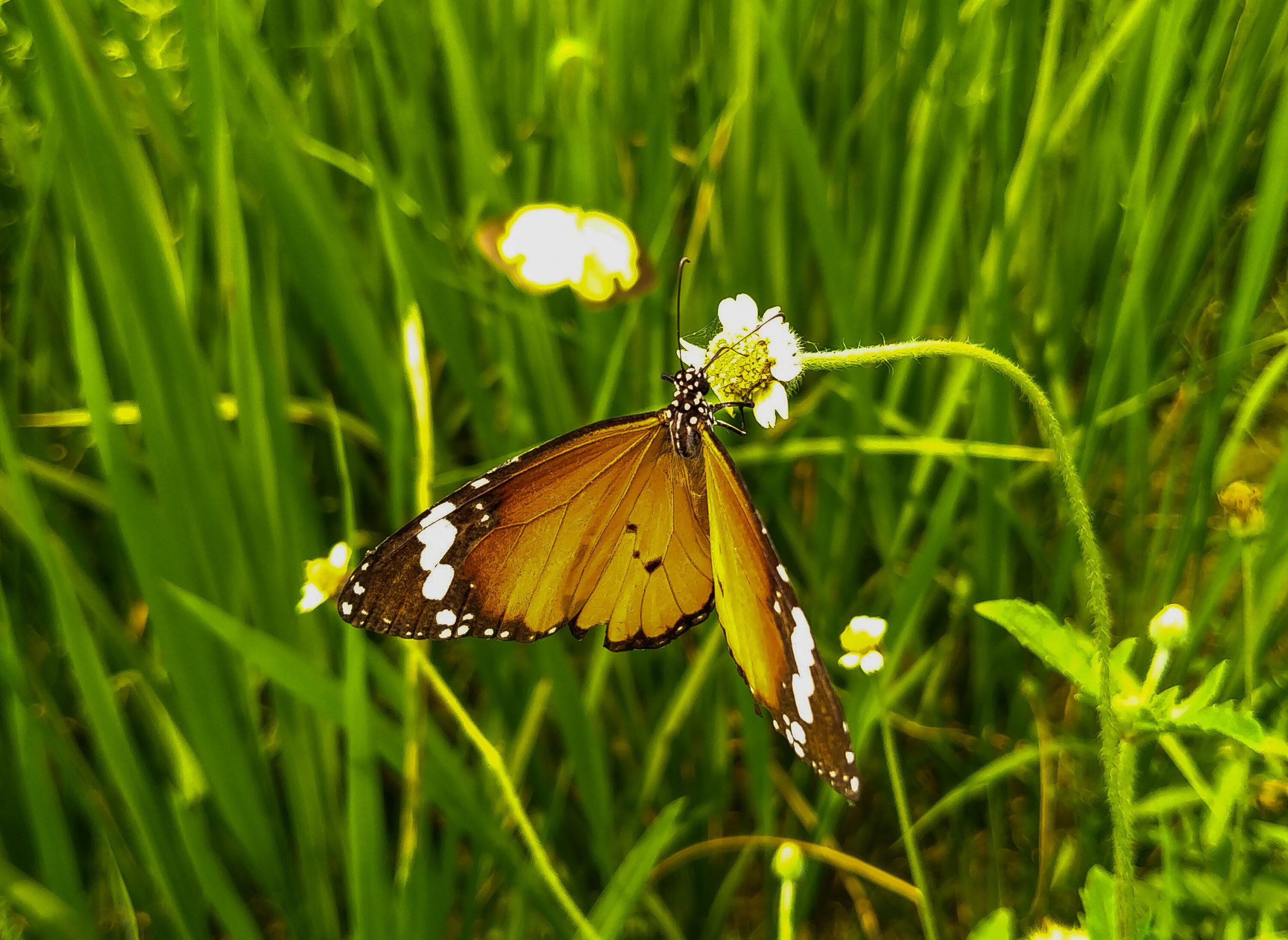 Beautiful butterfly