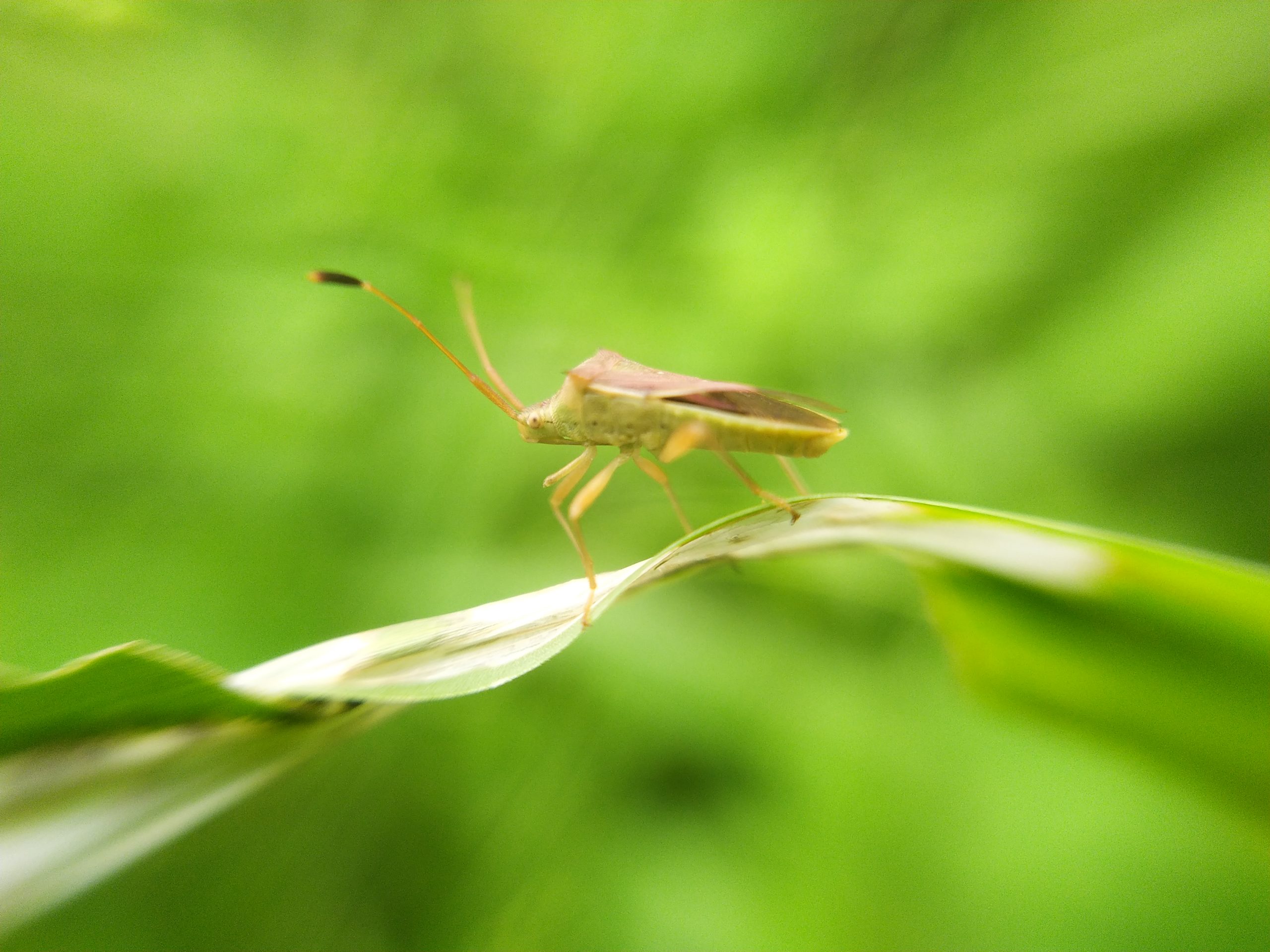 Grasshopper