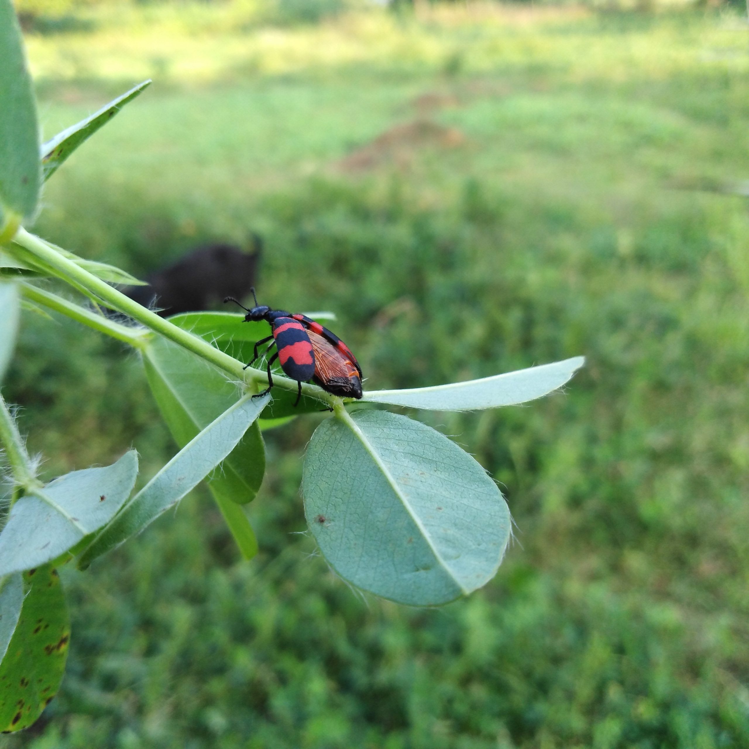 Insect PixaHive