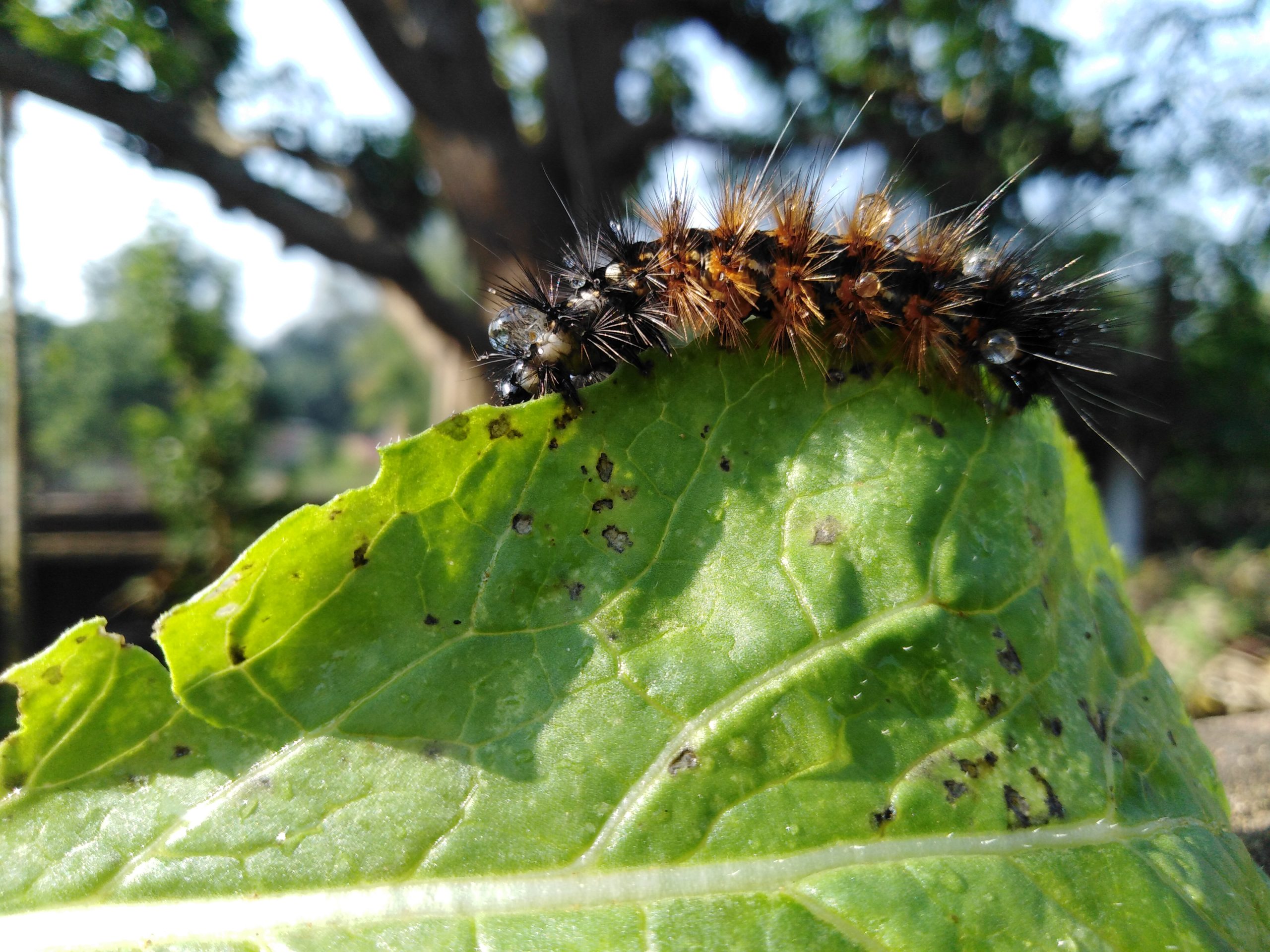 insect on a leaf