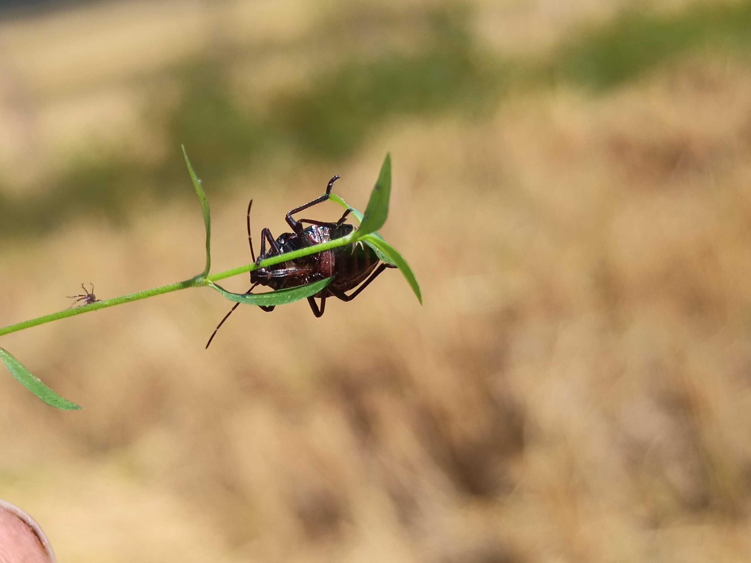 Beetle on leaf