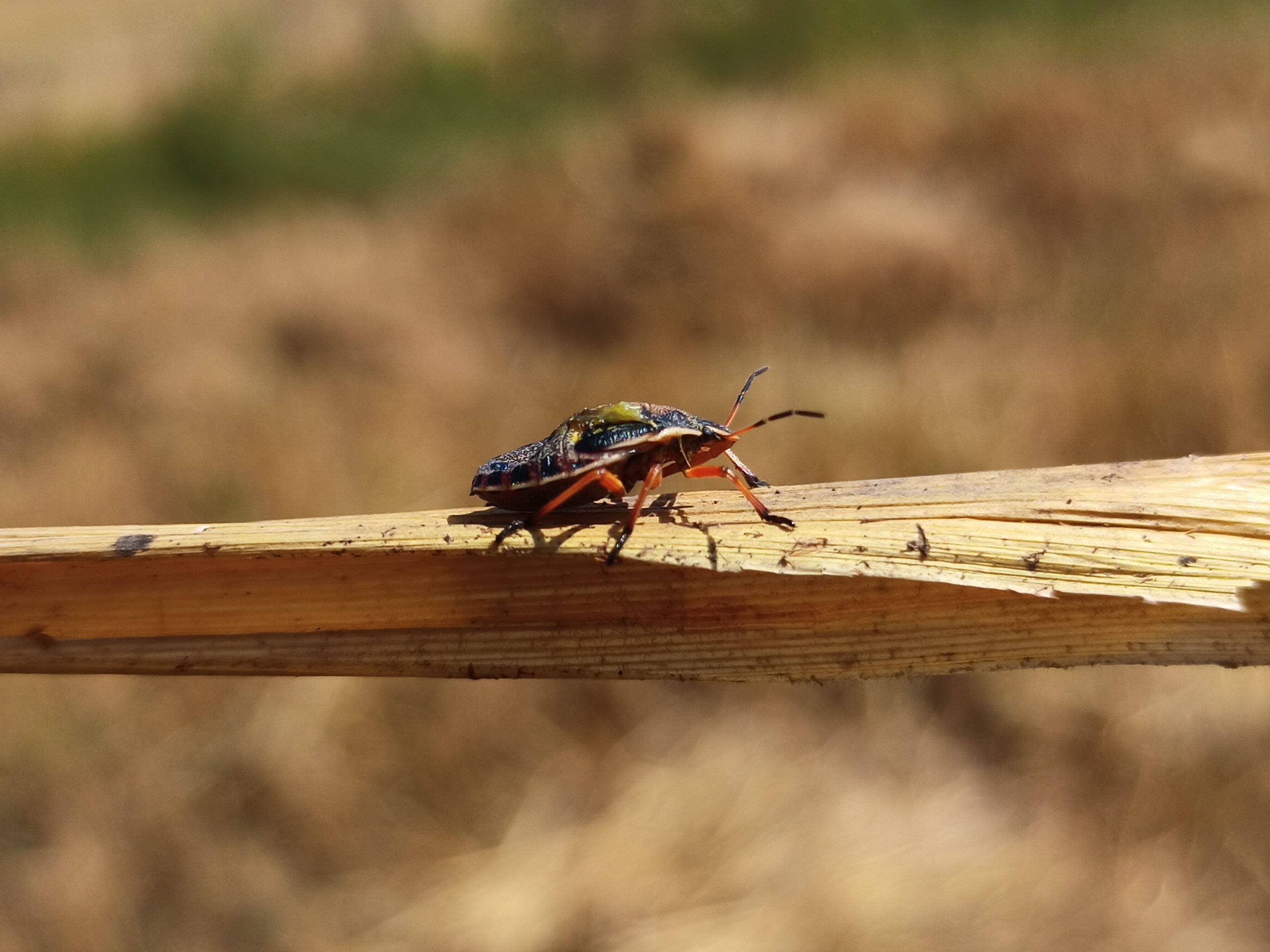 An insect on a wood