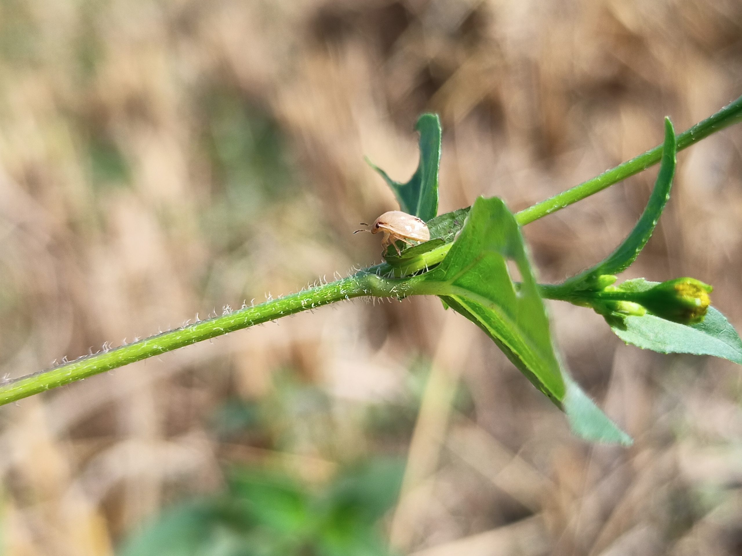 Insect on leaf