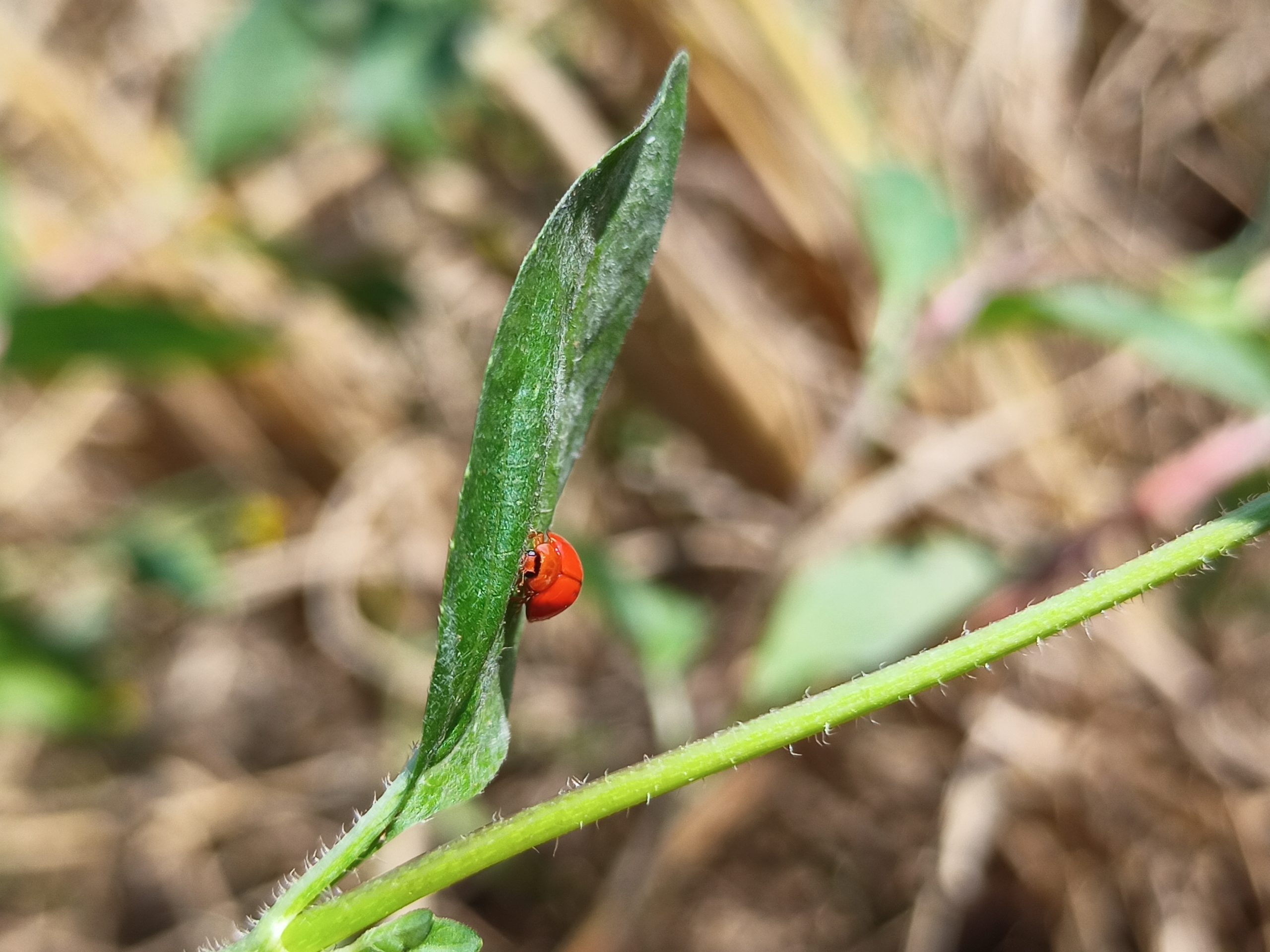 Insect on leaf