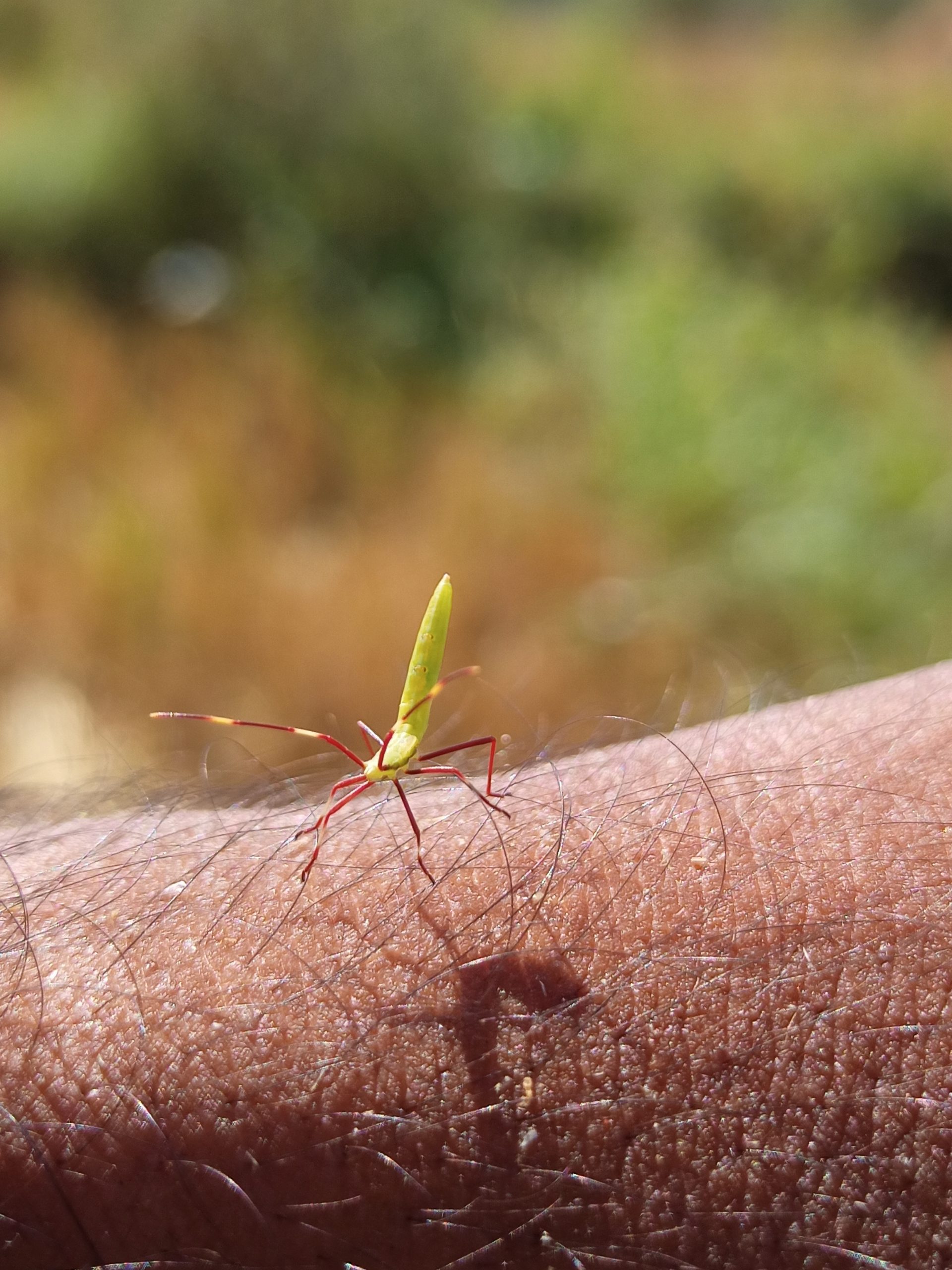 Insect on hand