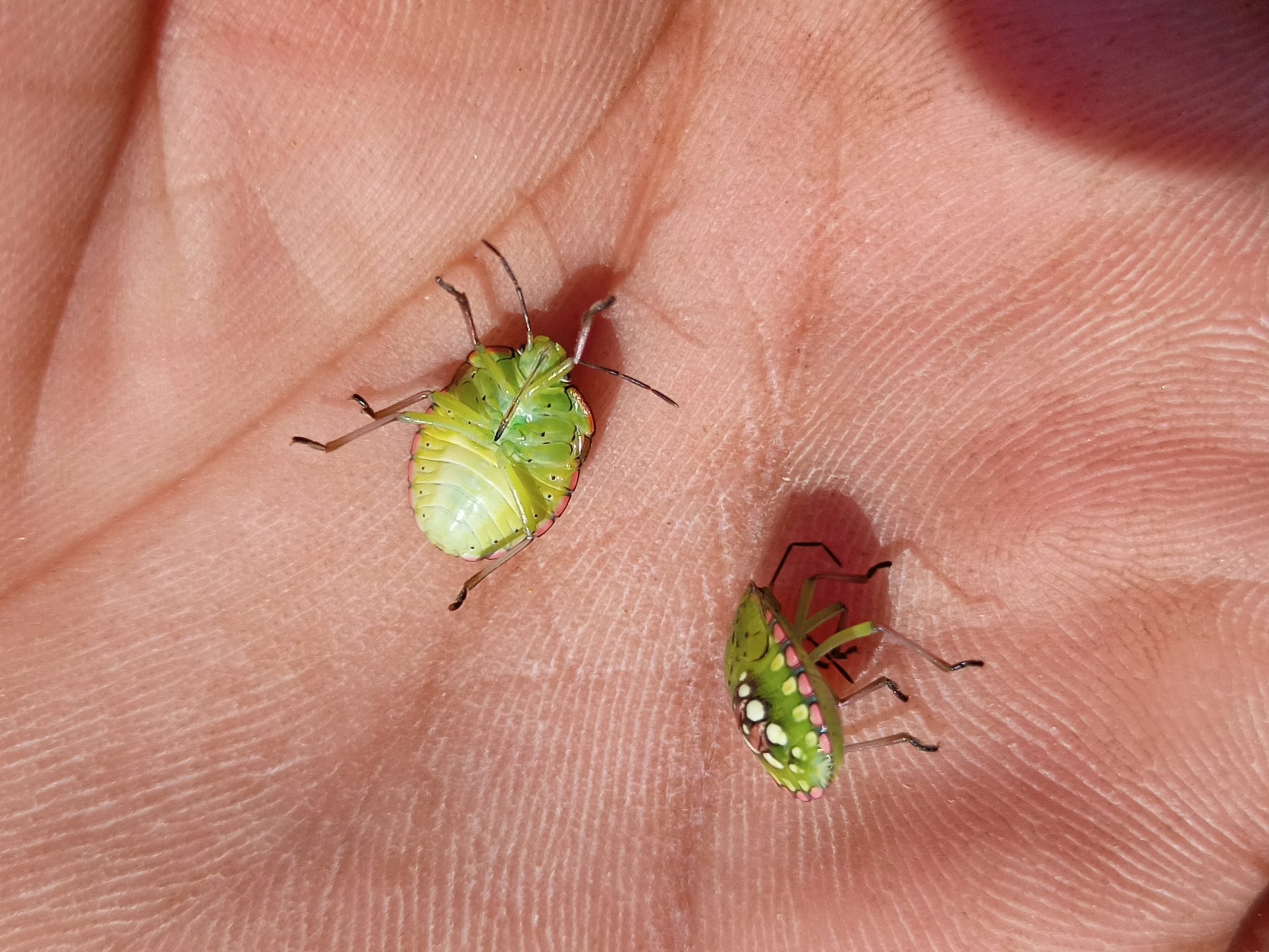 insects in hand