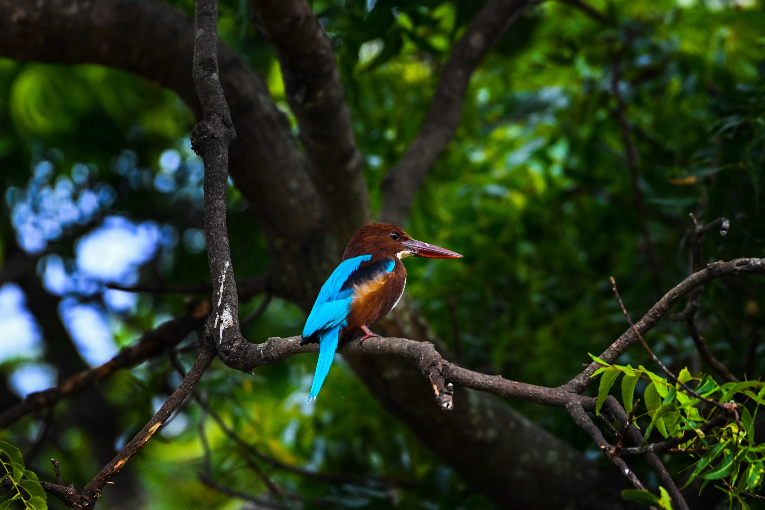 Kingfisher sitting on tree