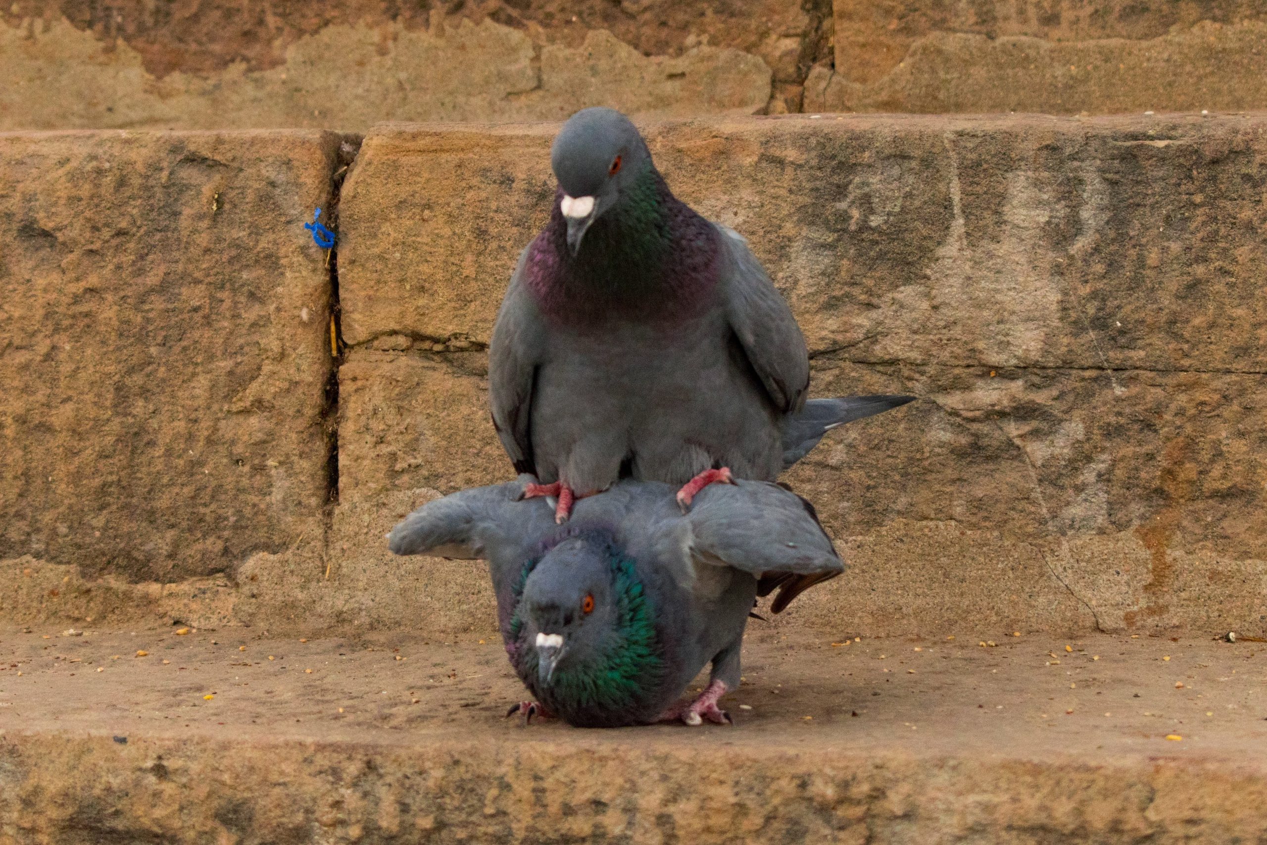 Mating pigeons