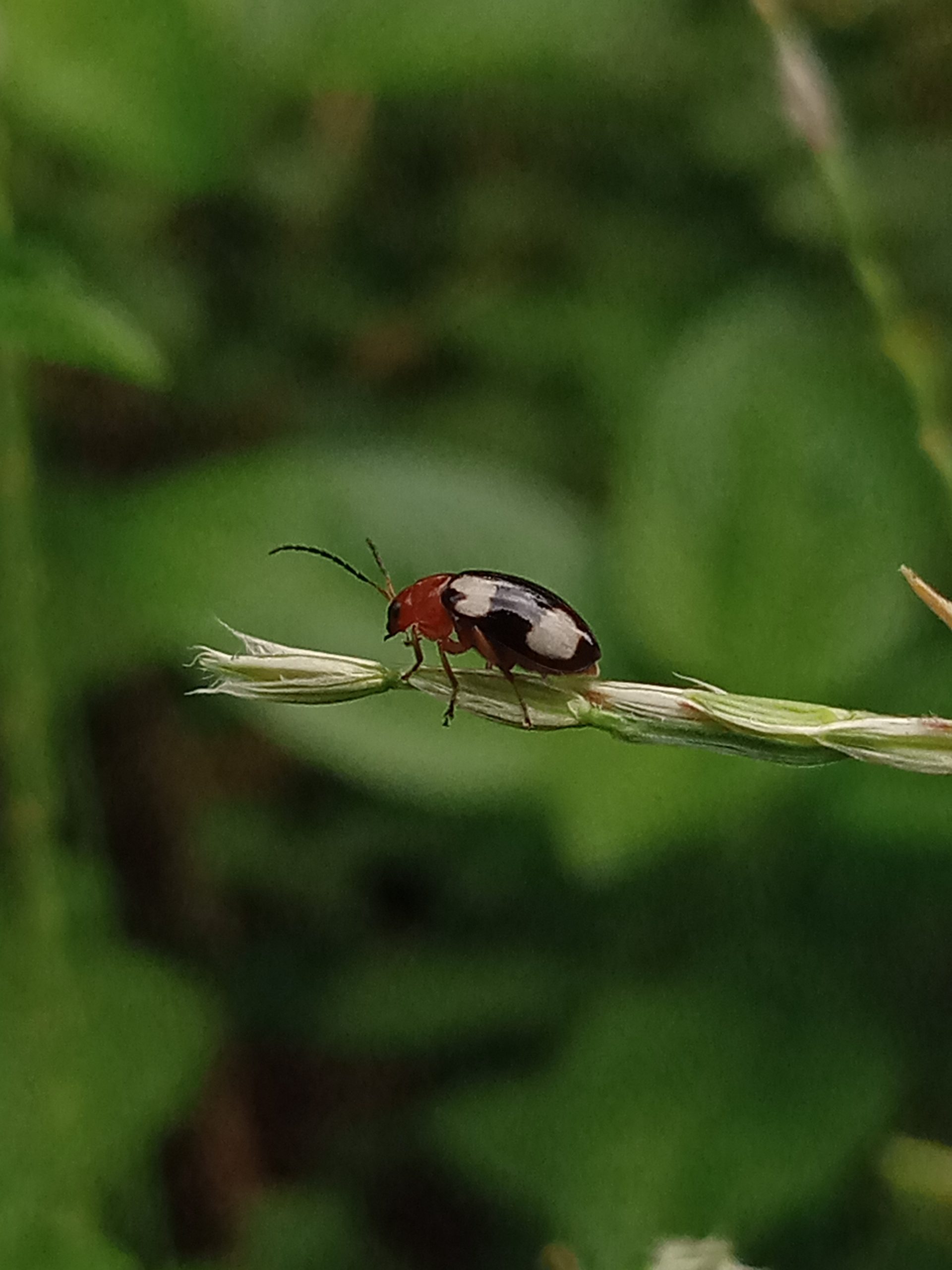 Beetle Closeup