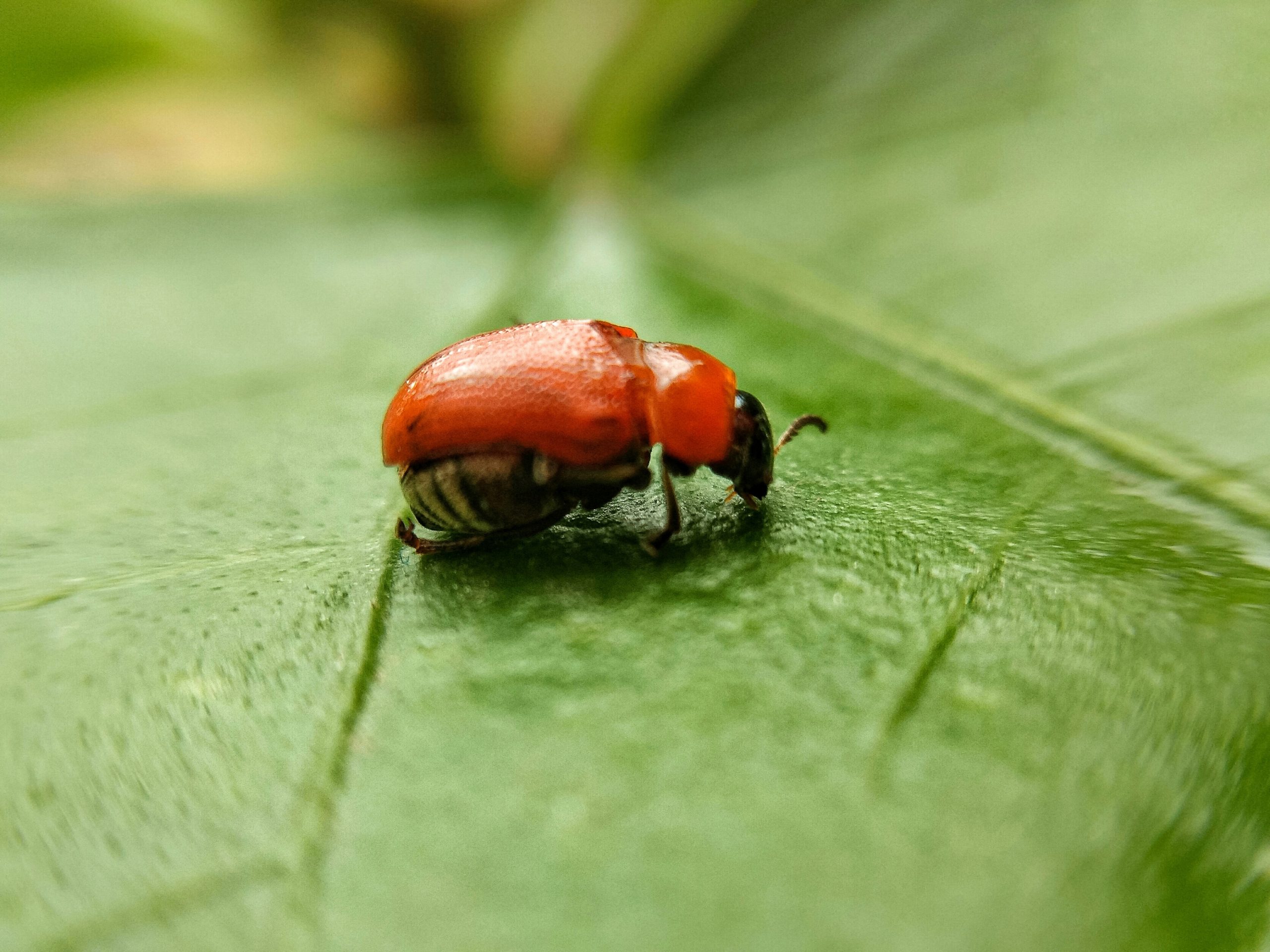 Leaf Beetle Close-up