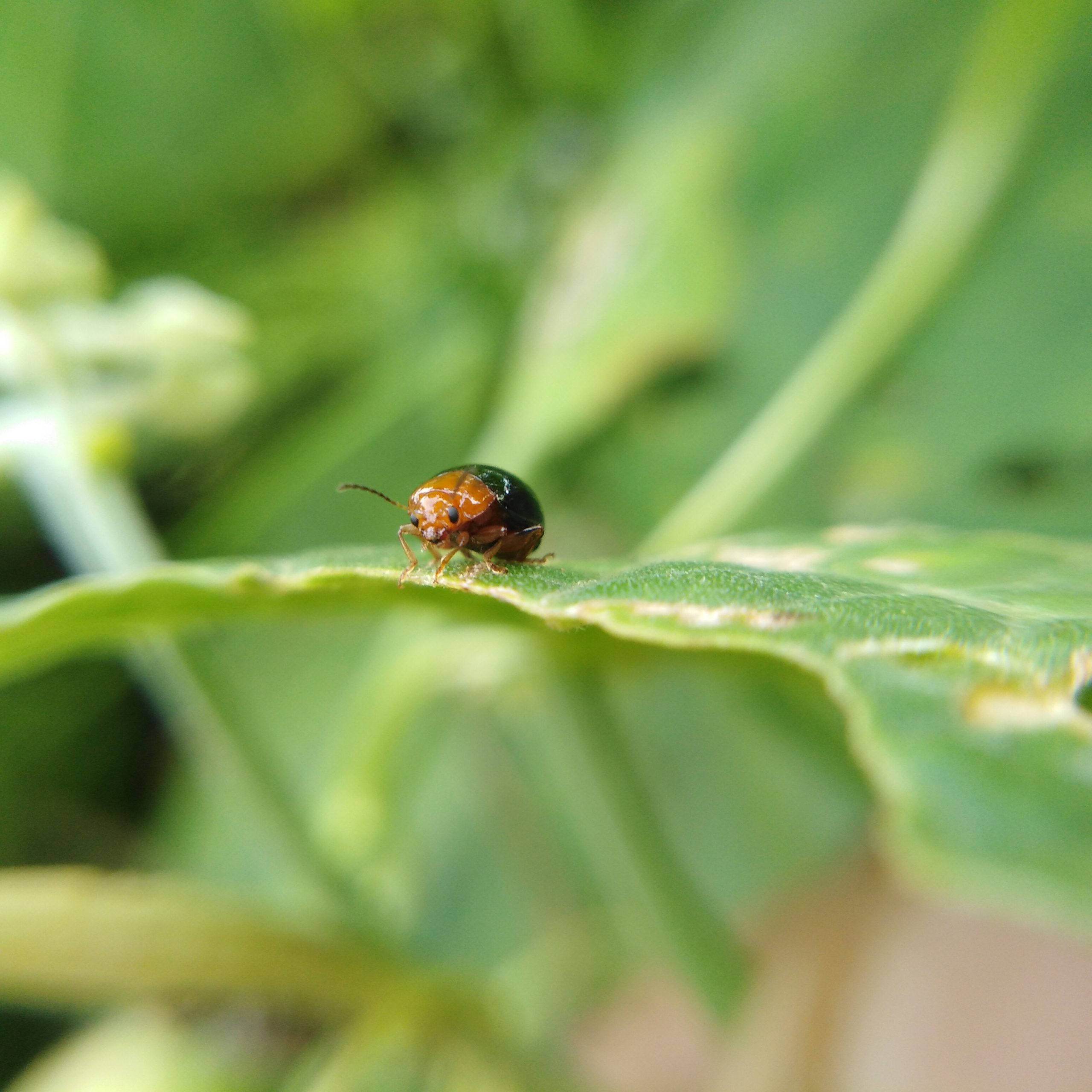 Leaf beetle Closeup