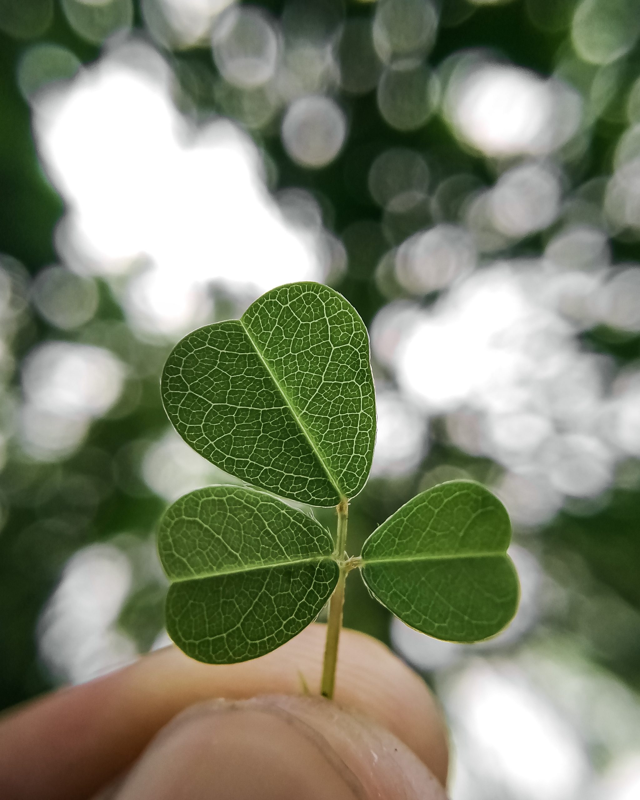 Leaf closeup