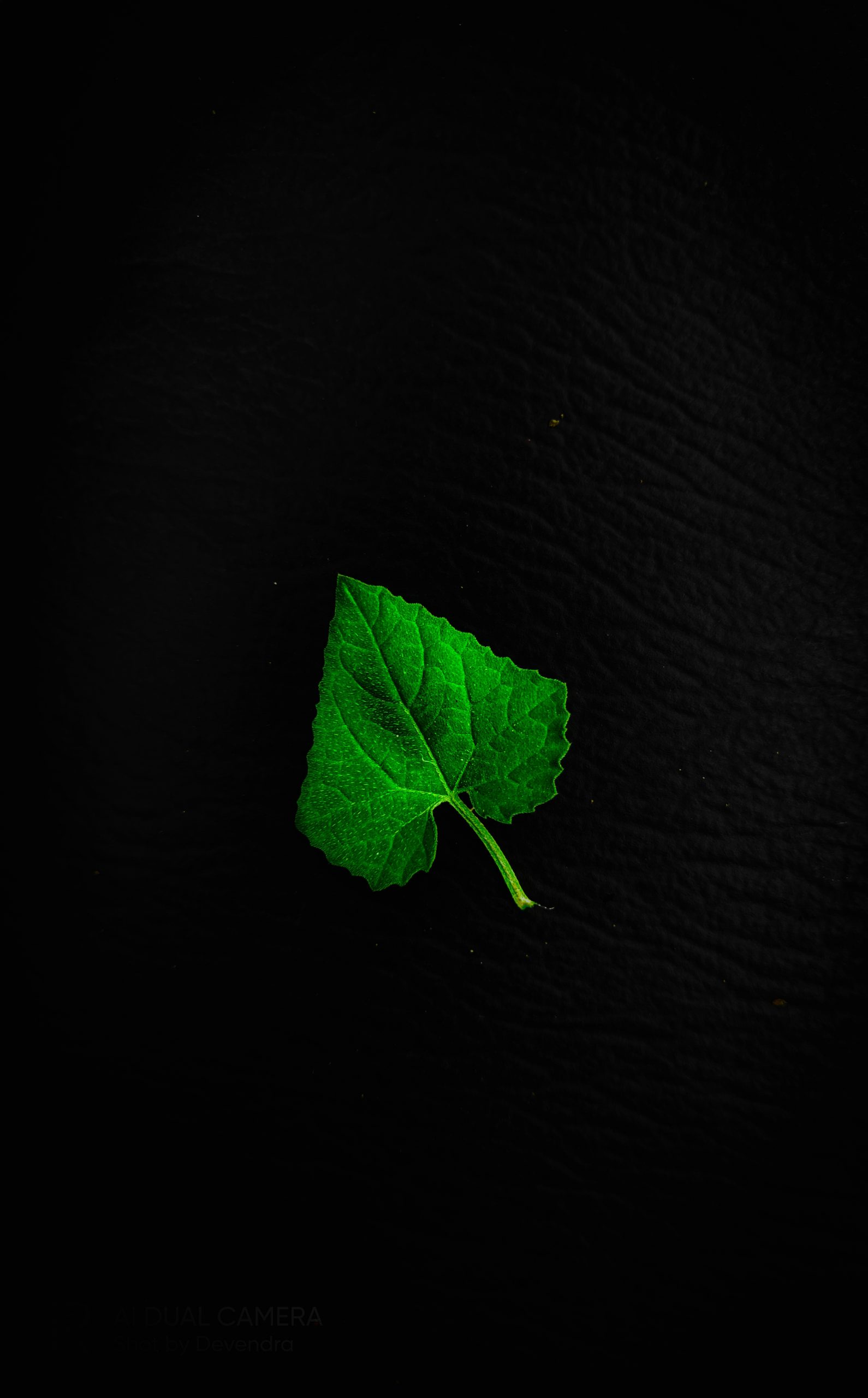 Leaf with black background