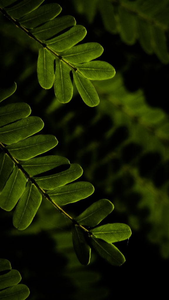 Leaves of a plant - PixaHive
