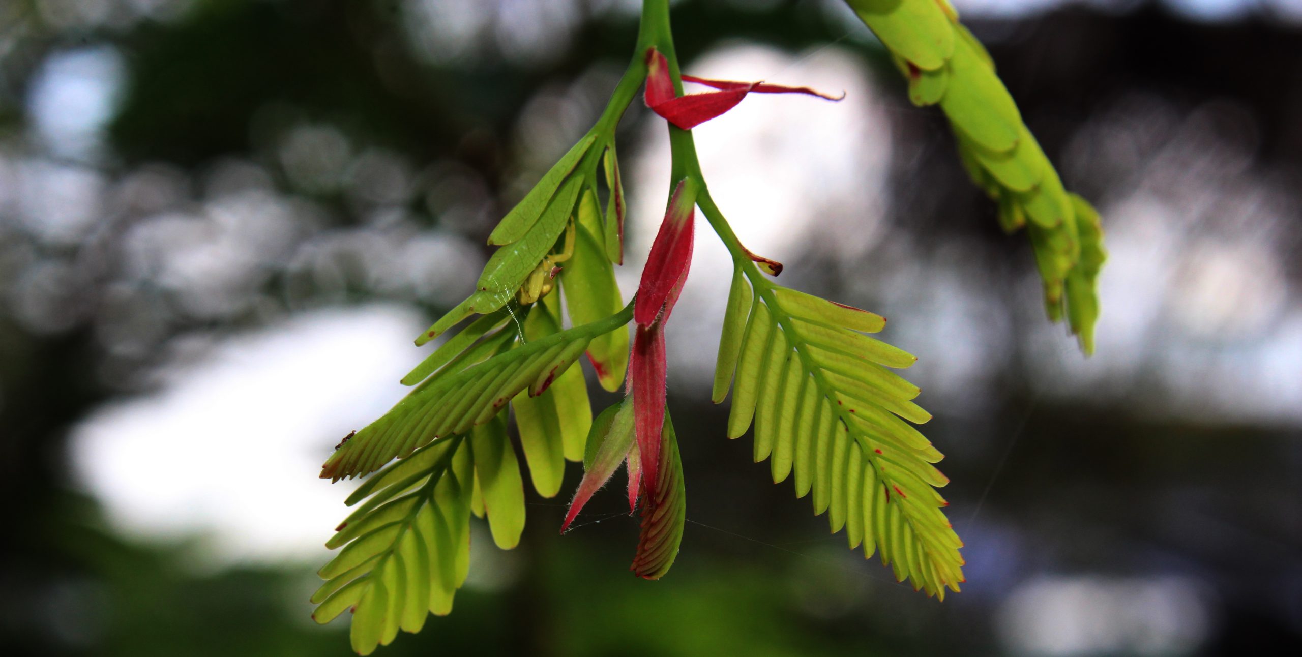 Leaves of a plant