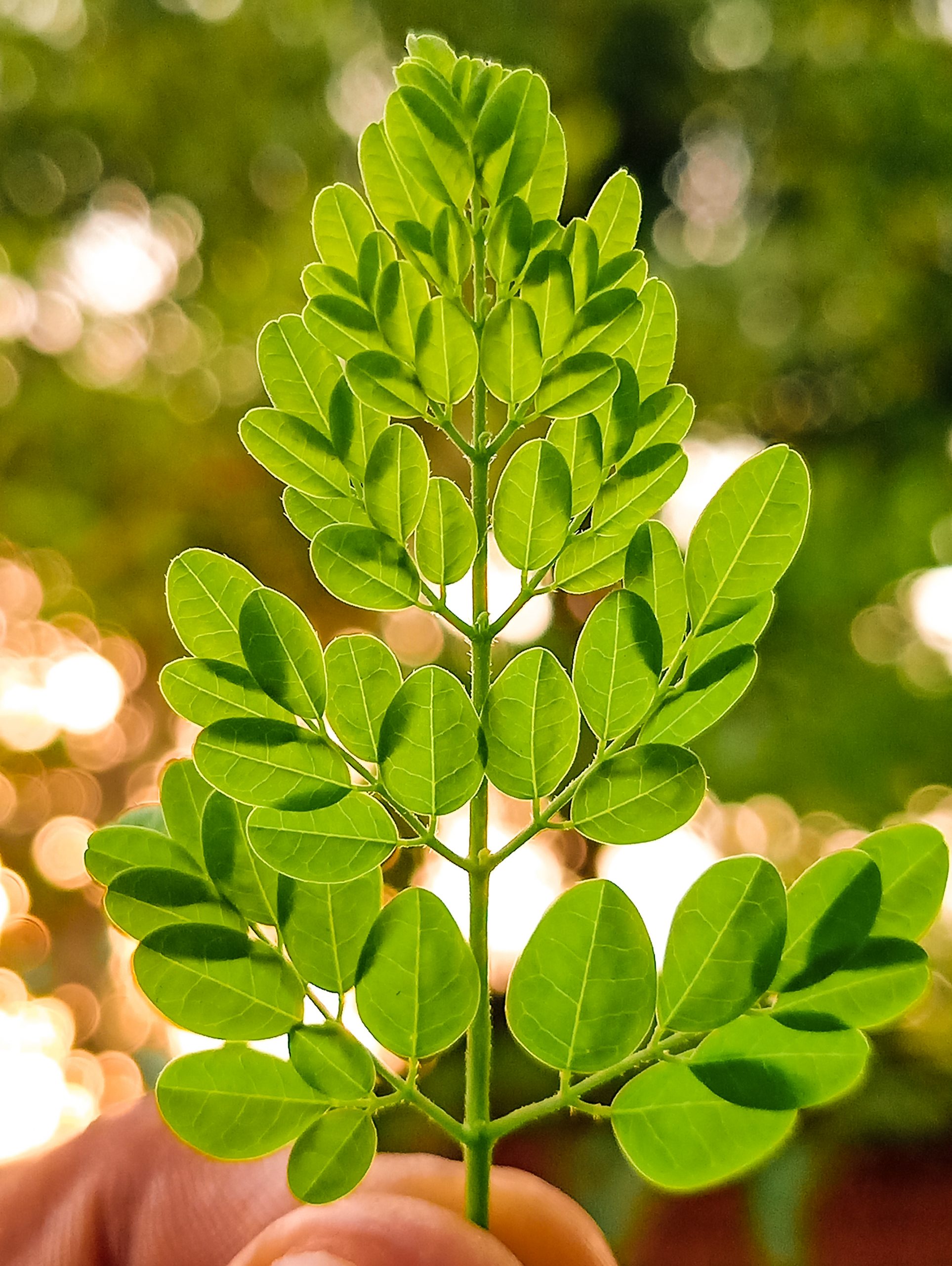 Leaves of a plant