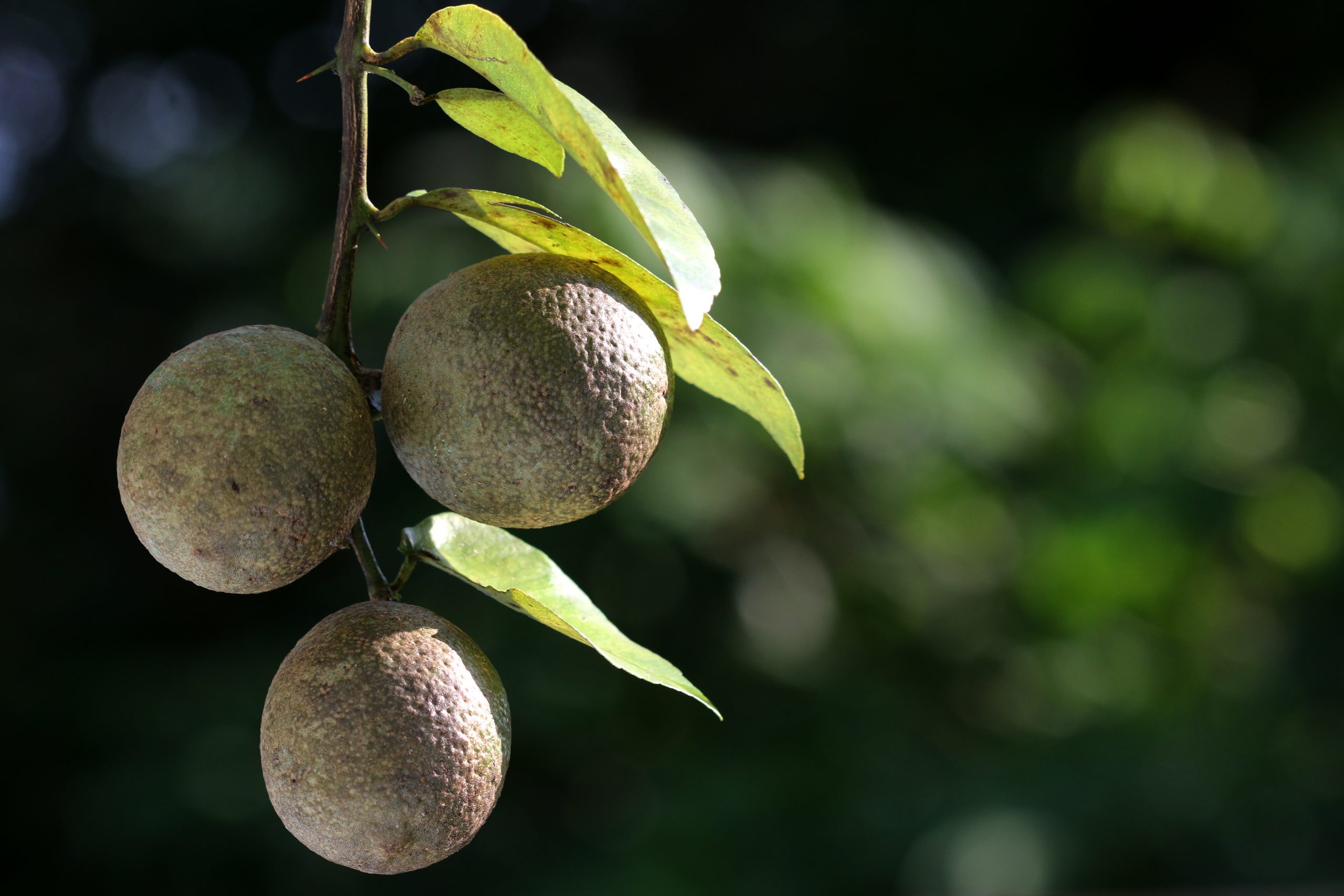 Lemon tree