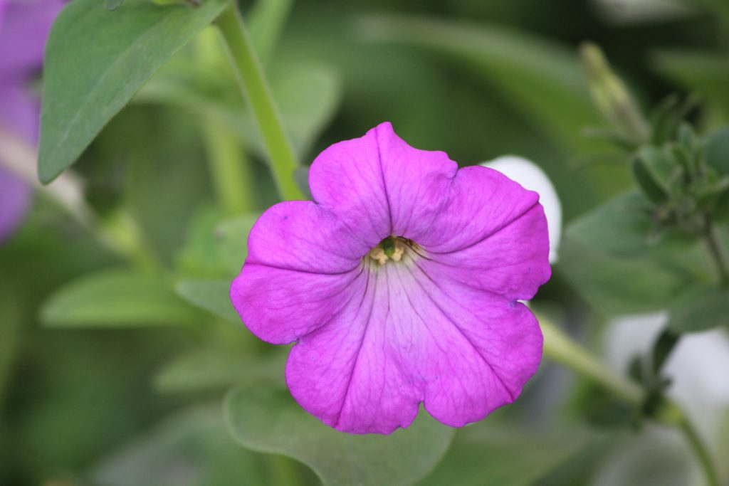 Life is like a flower PixaHive