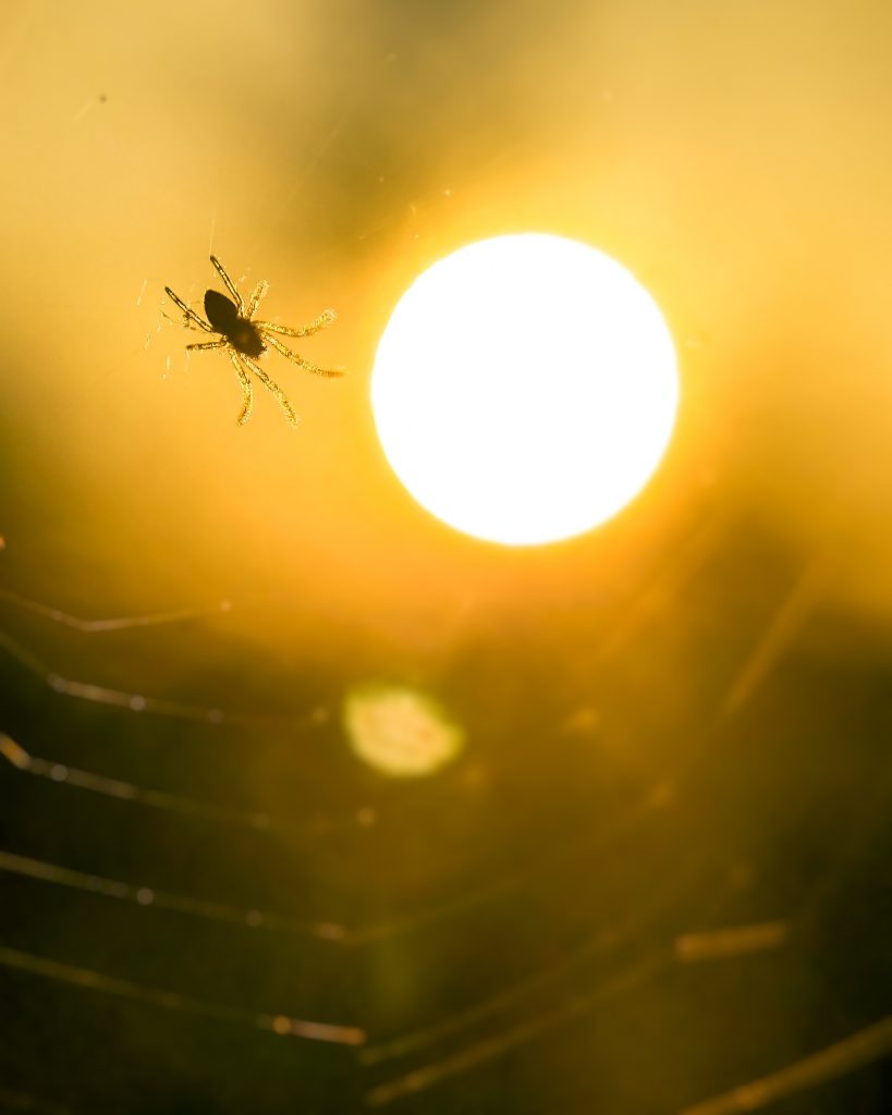 Little spider and sun - Free Image by Aakash Kumar on PixaHive.com