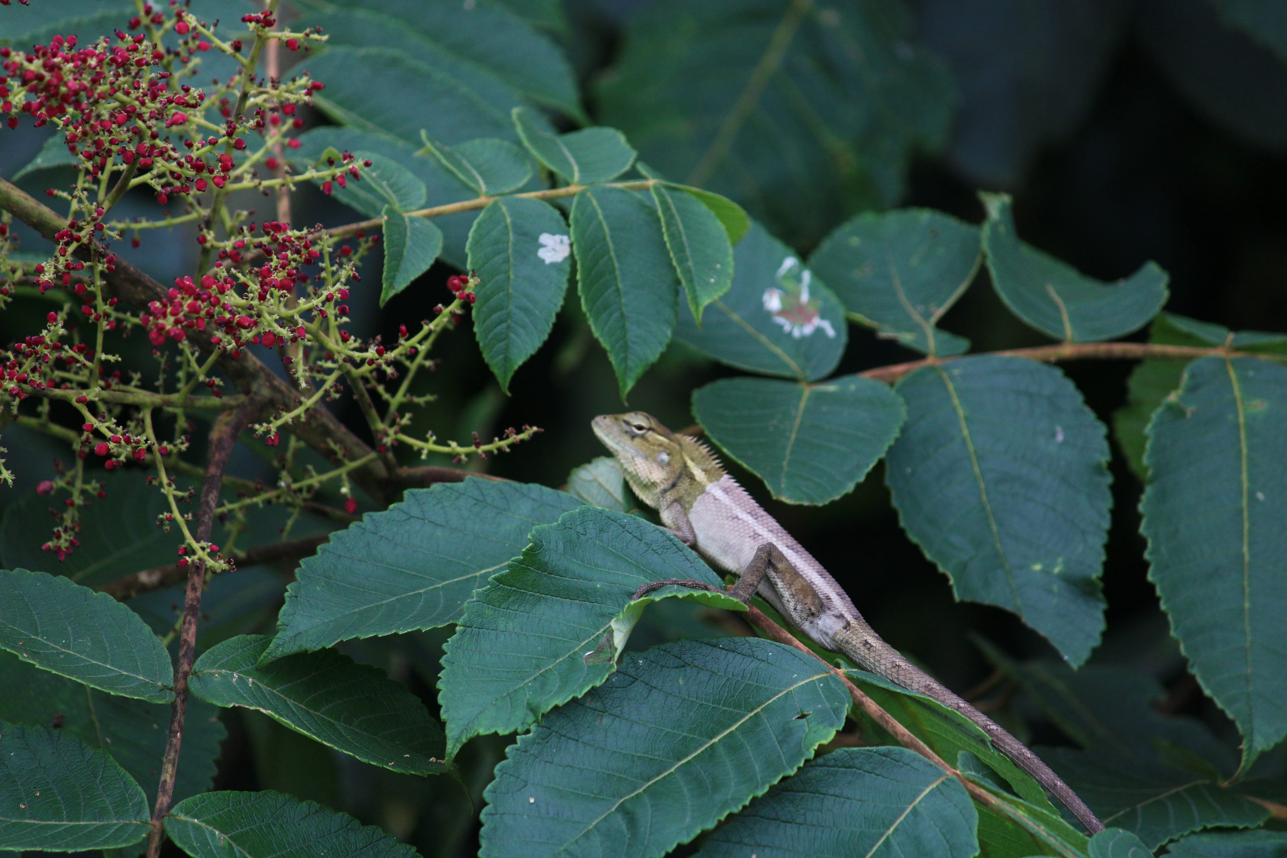 lizard on a leaf