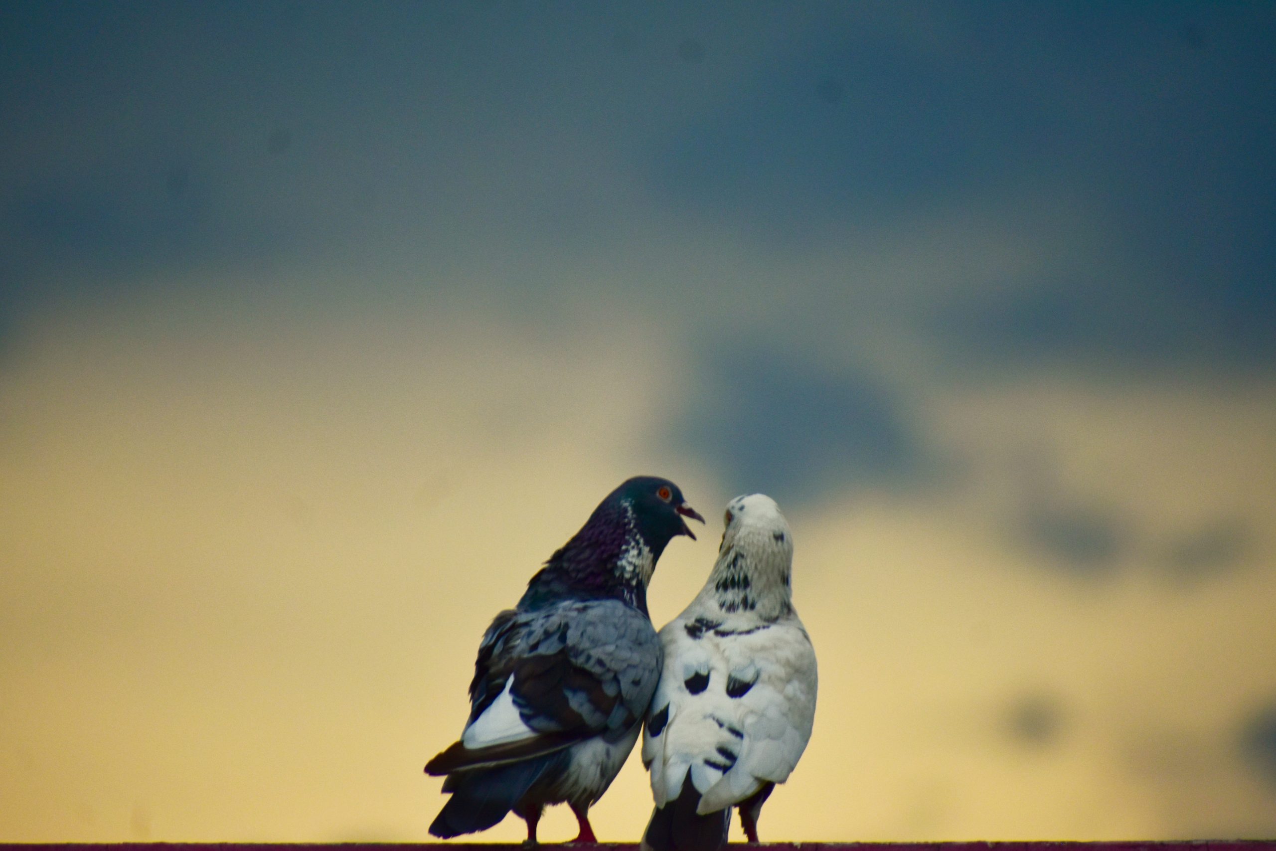 Love birds under the sky.