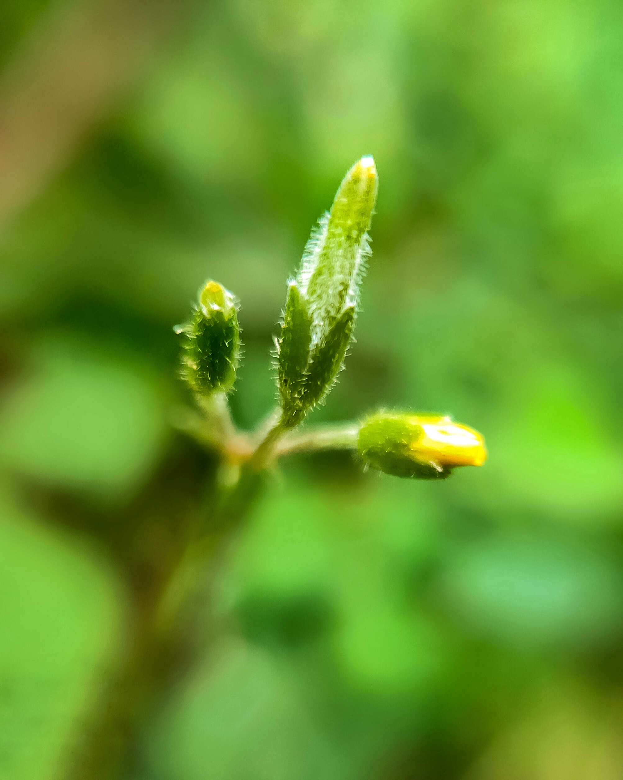 Flower Bud