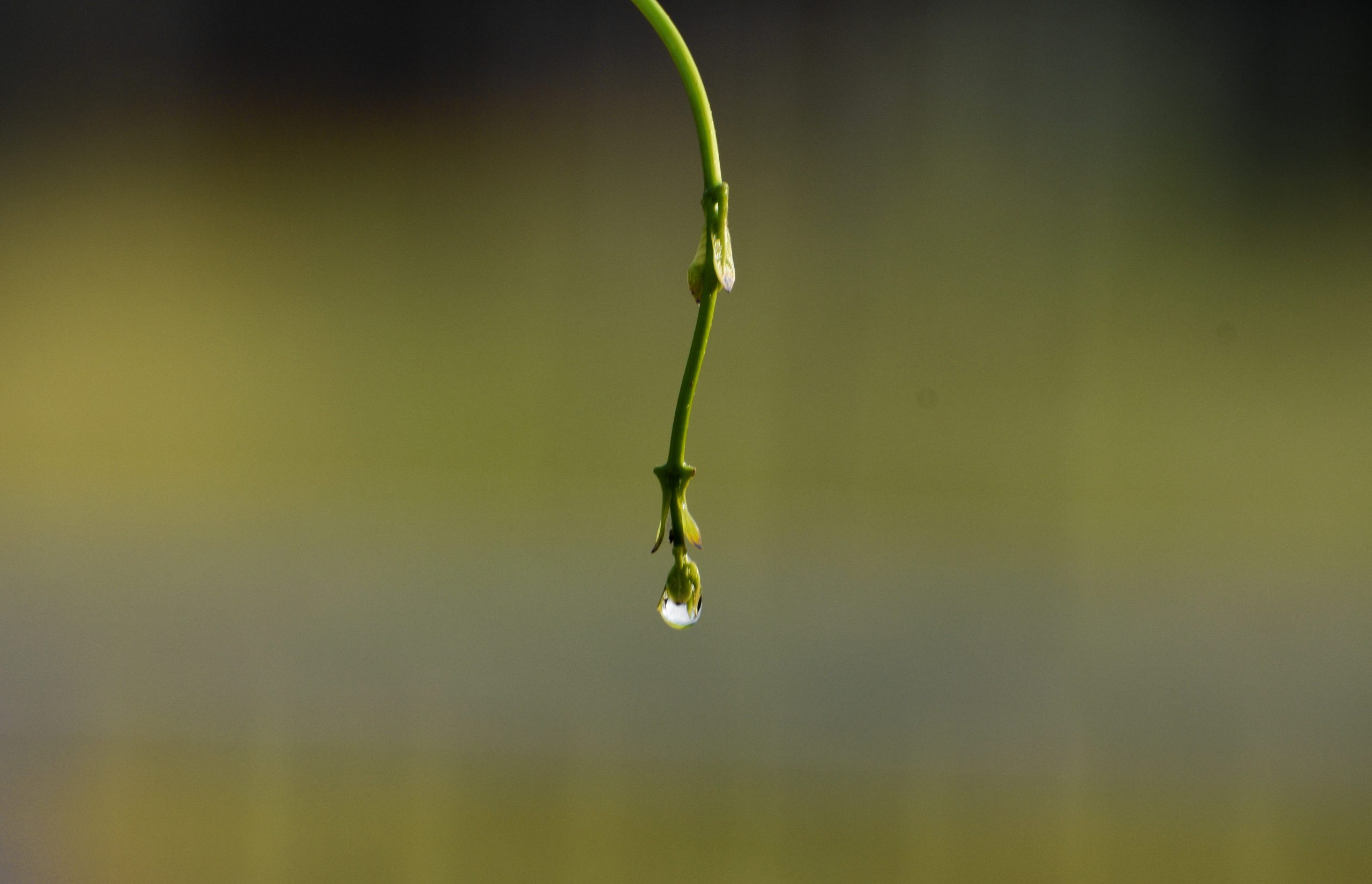 Drop on leaf