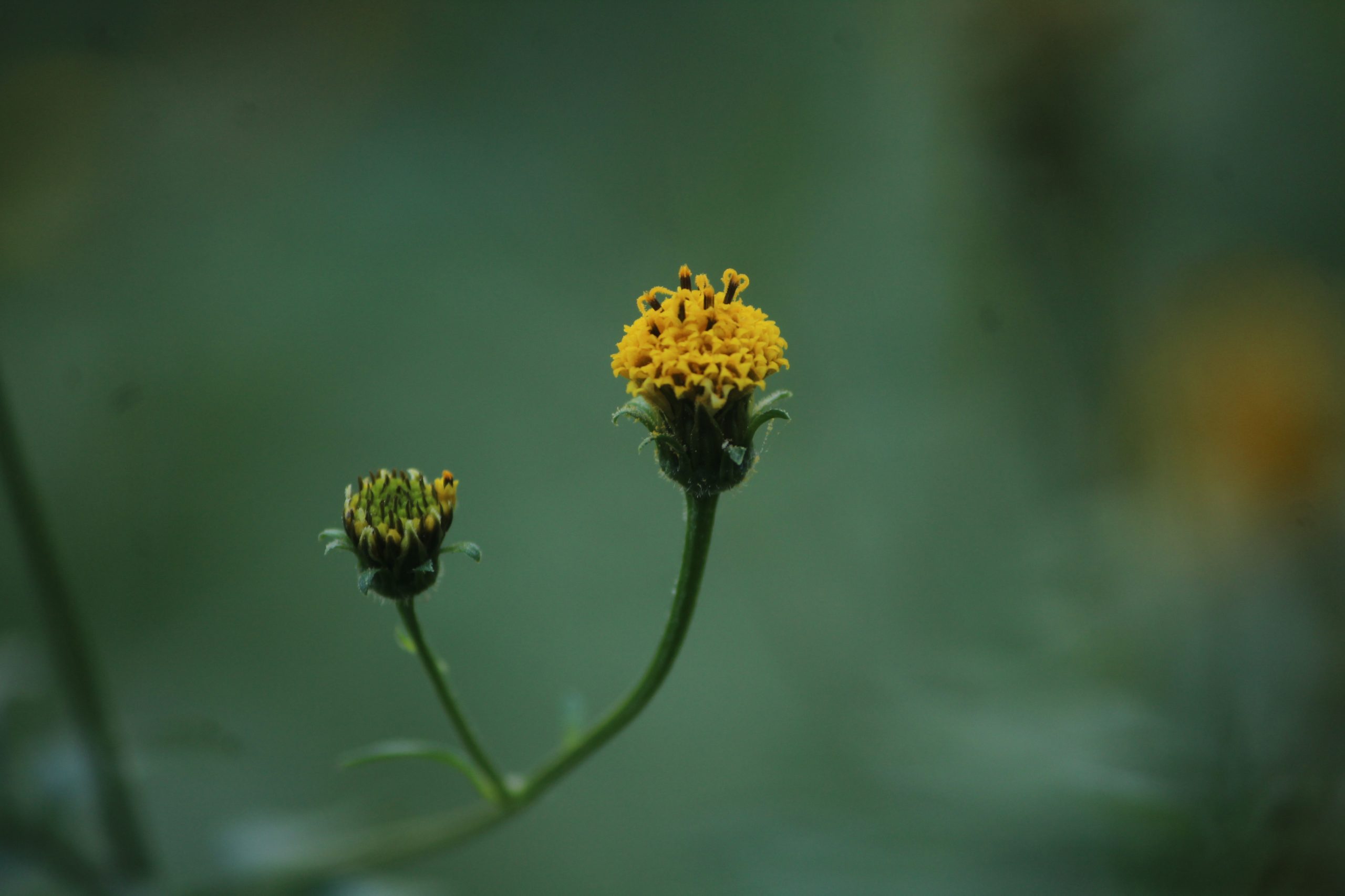 Flowering plant