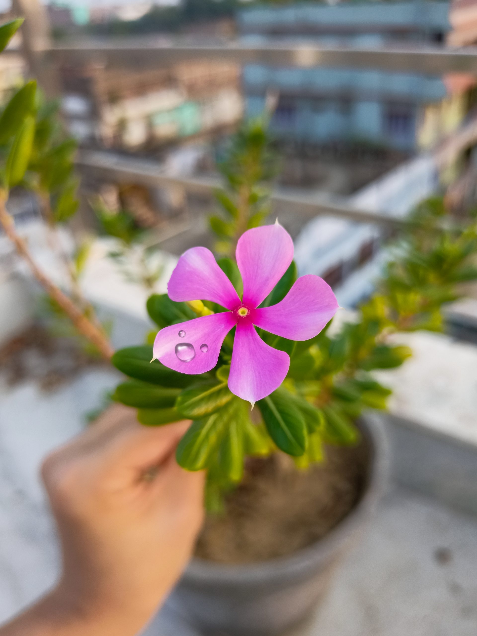 periwinkle flower