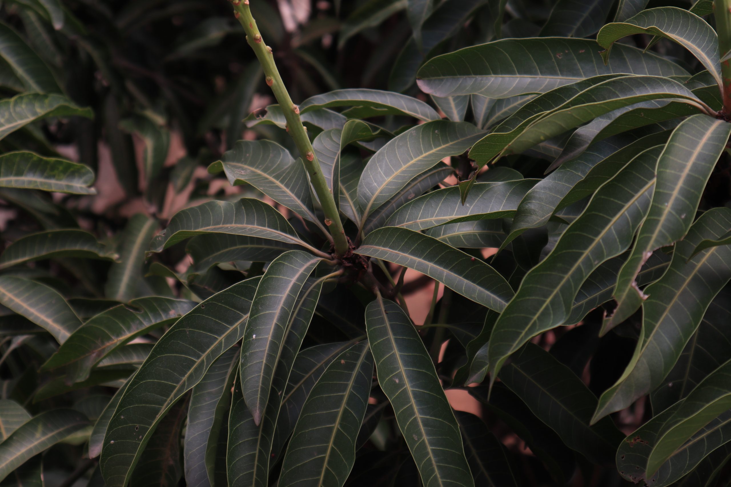 Mango leaves.