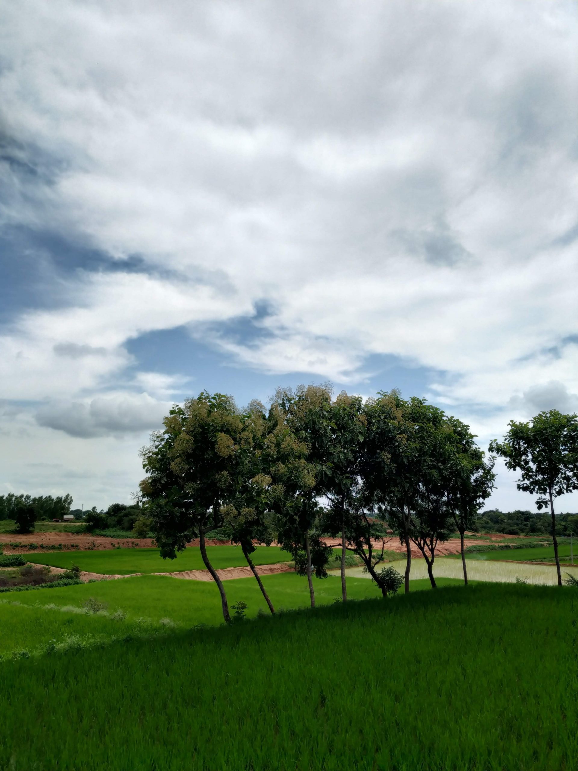 trees growing in a field