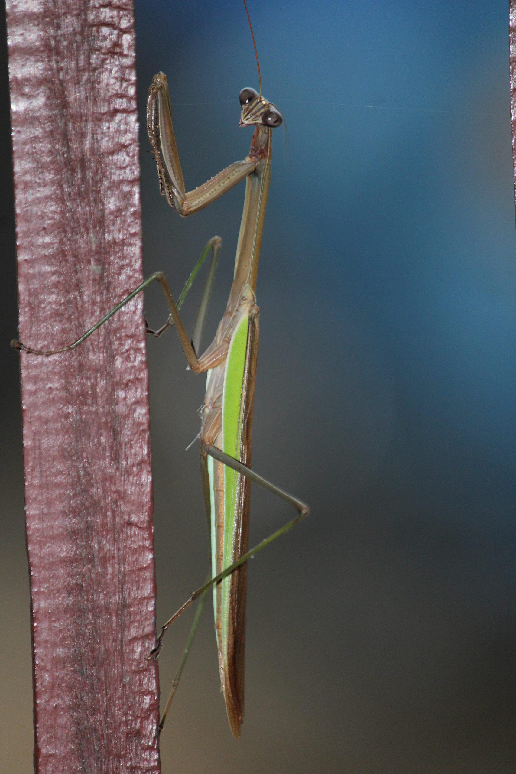 Mantis