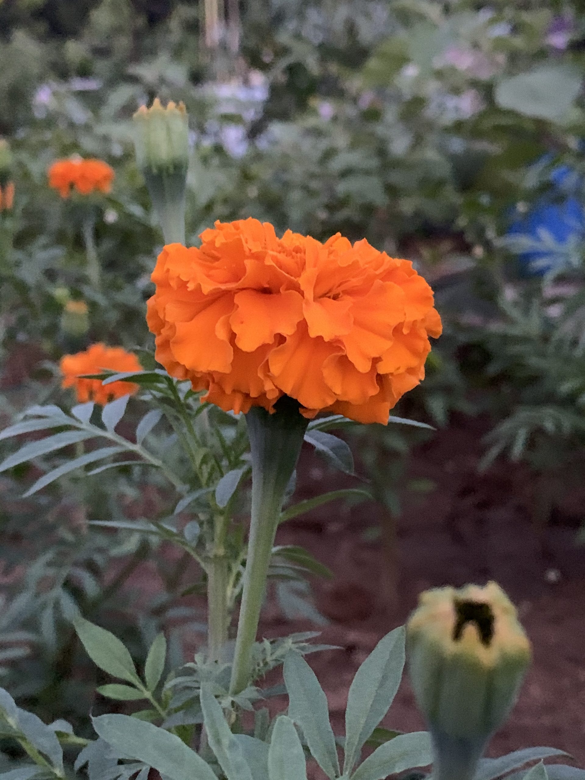 Marigold flowers in a garden