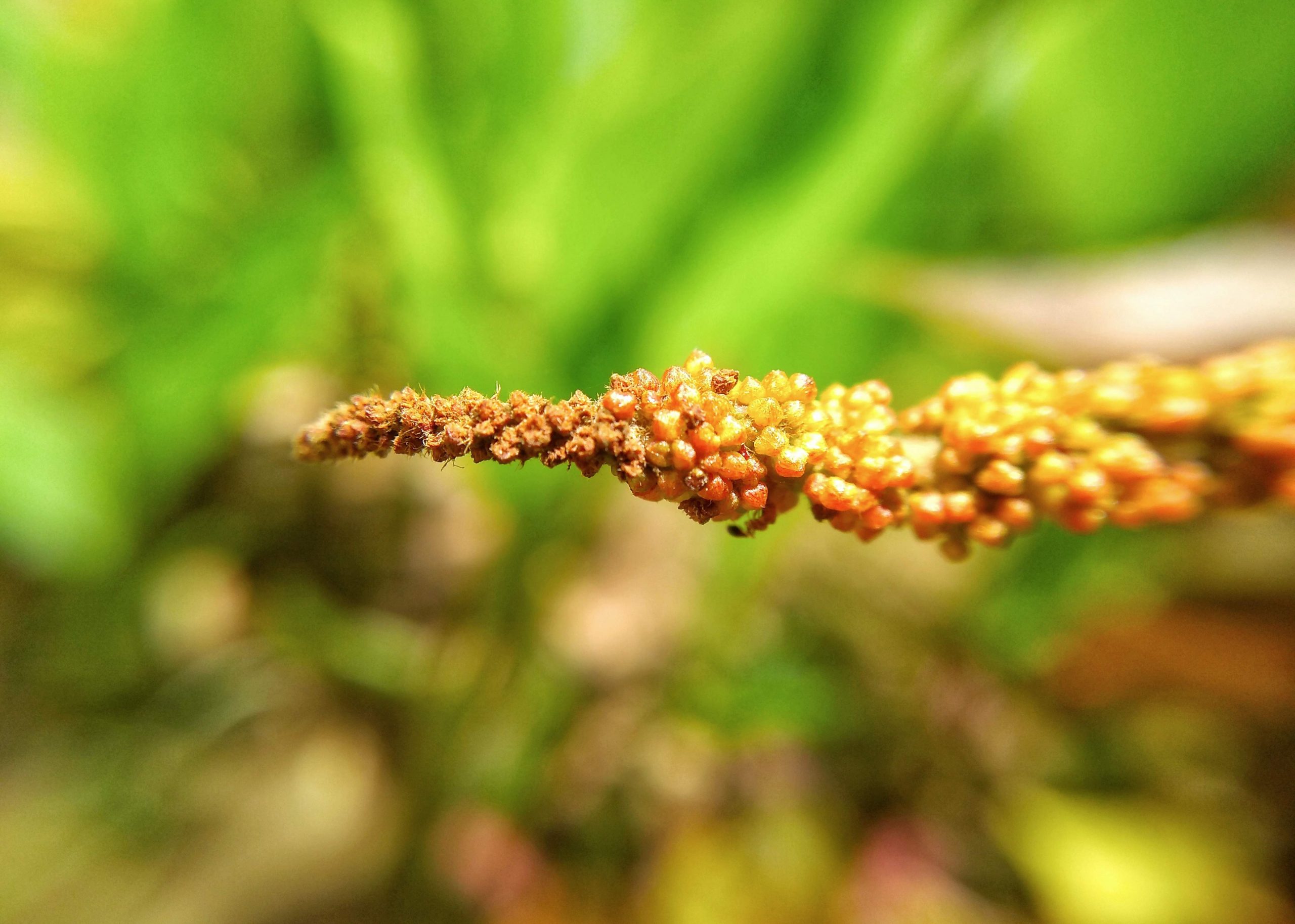 millet plant close up