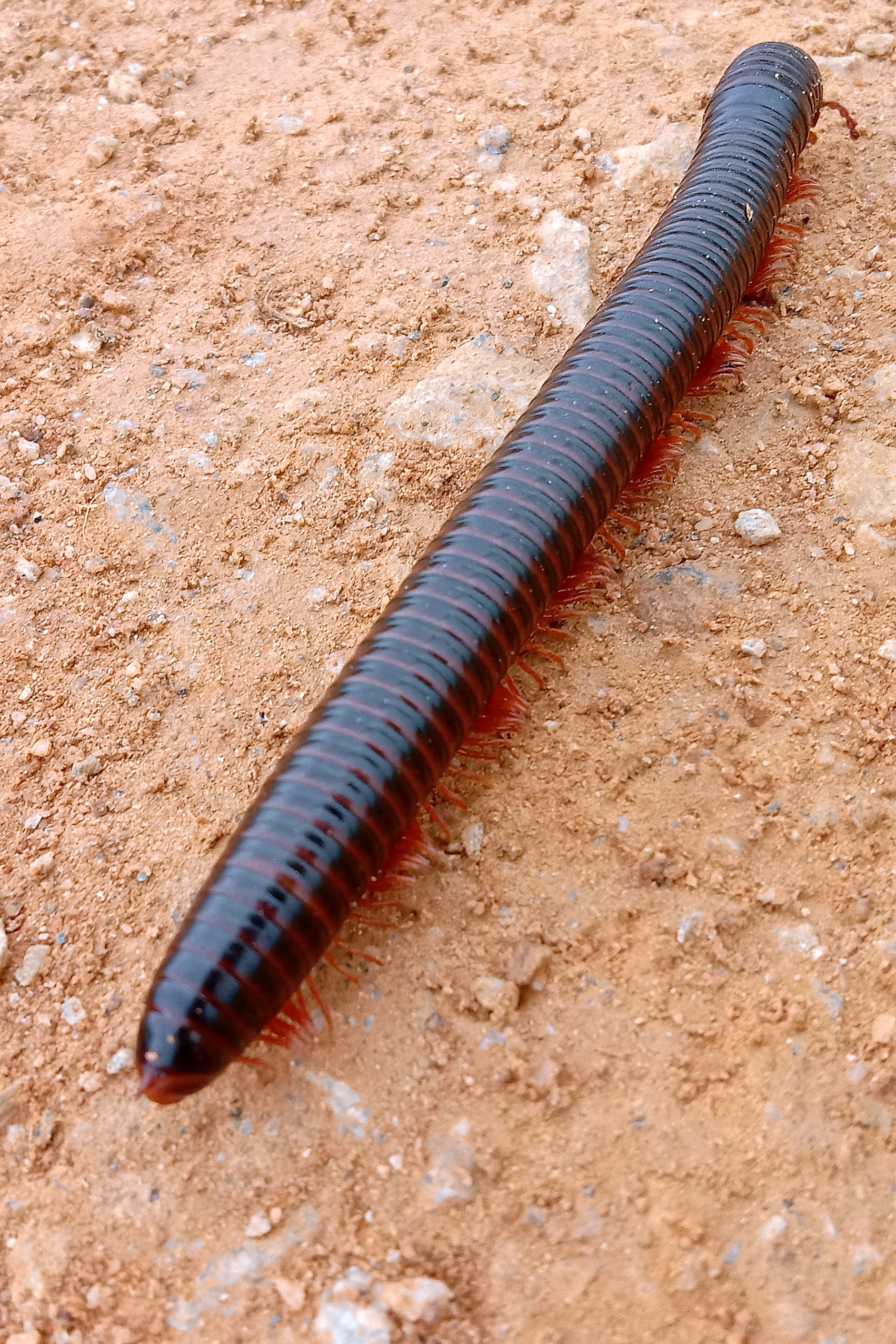 Millipedes on soil