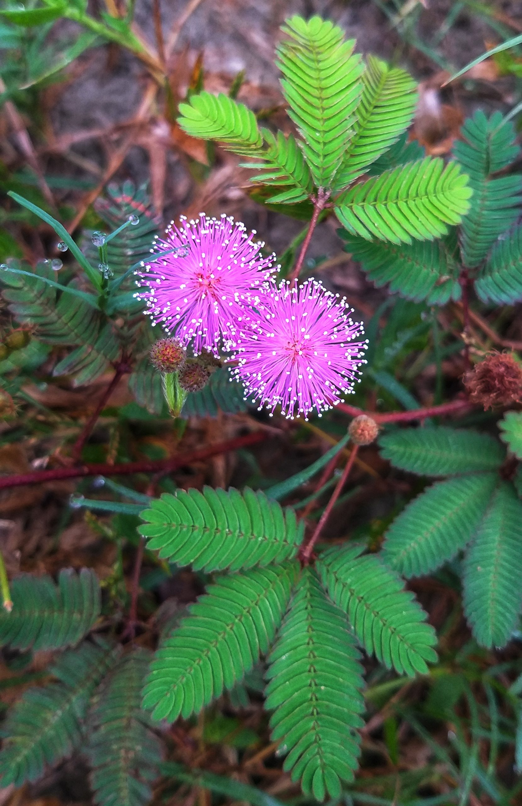 Mimosa pudica flower plant