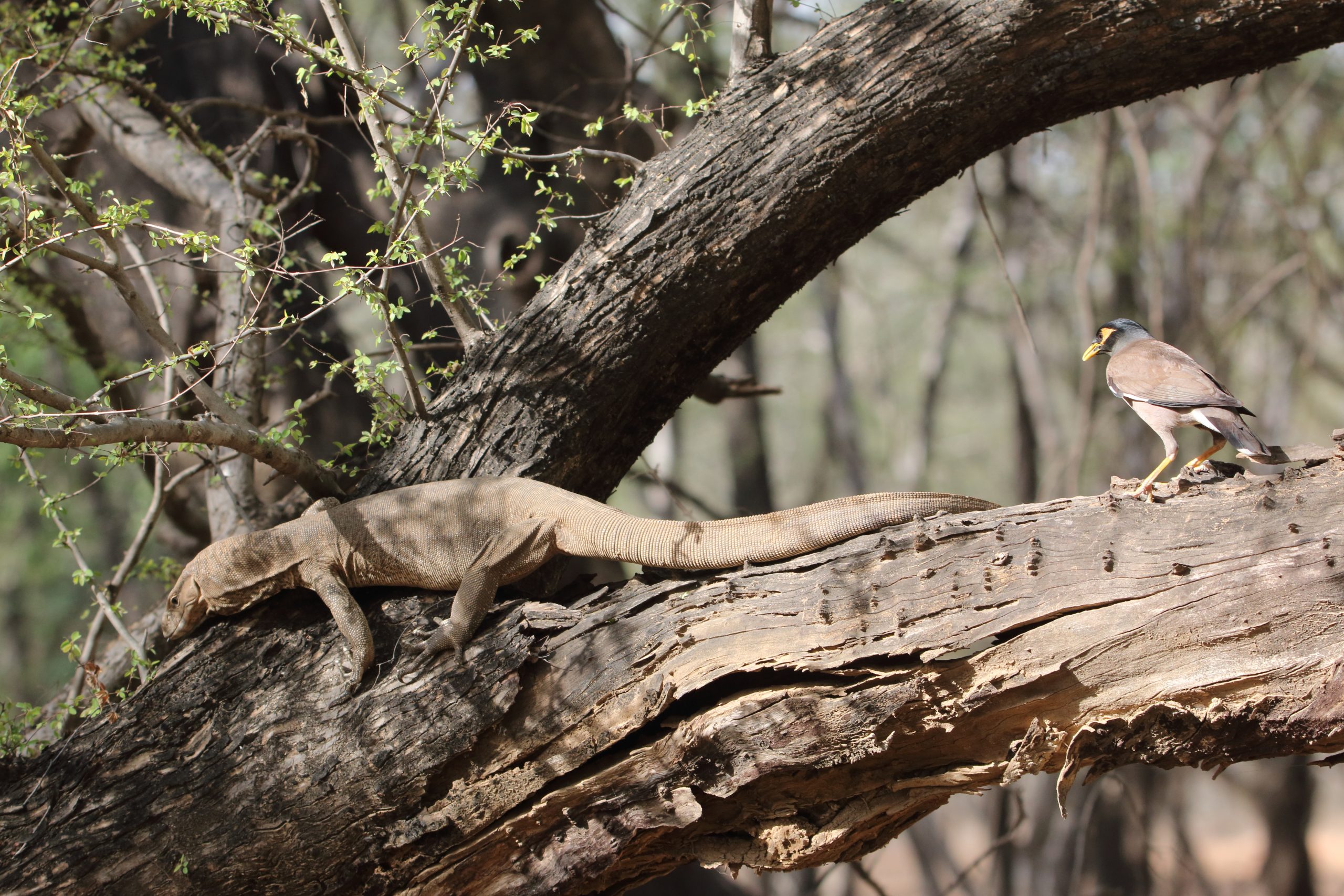 Monitor lizard on tree